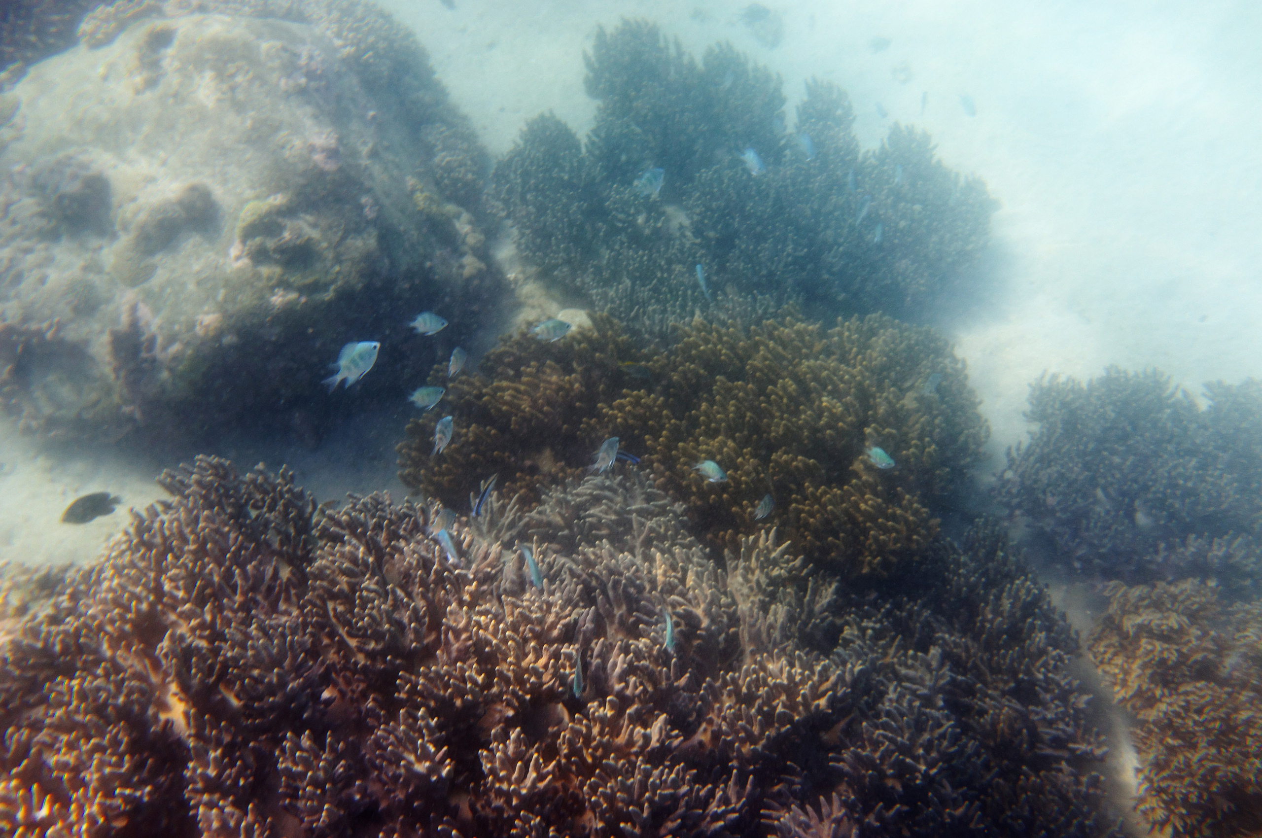 Под водой. Миша Печёнкин | фотография