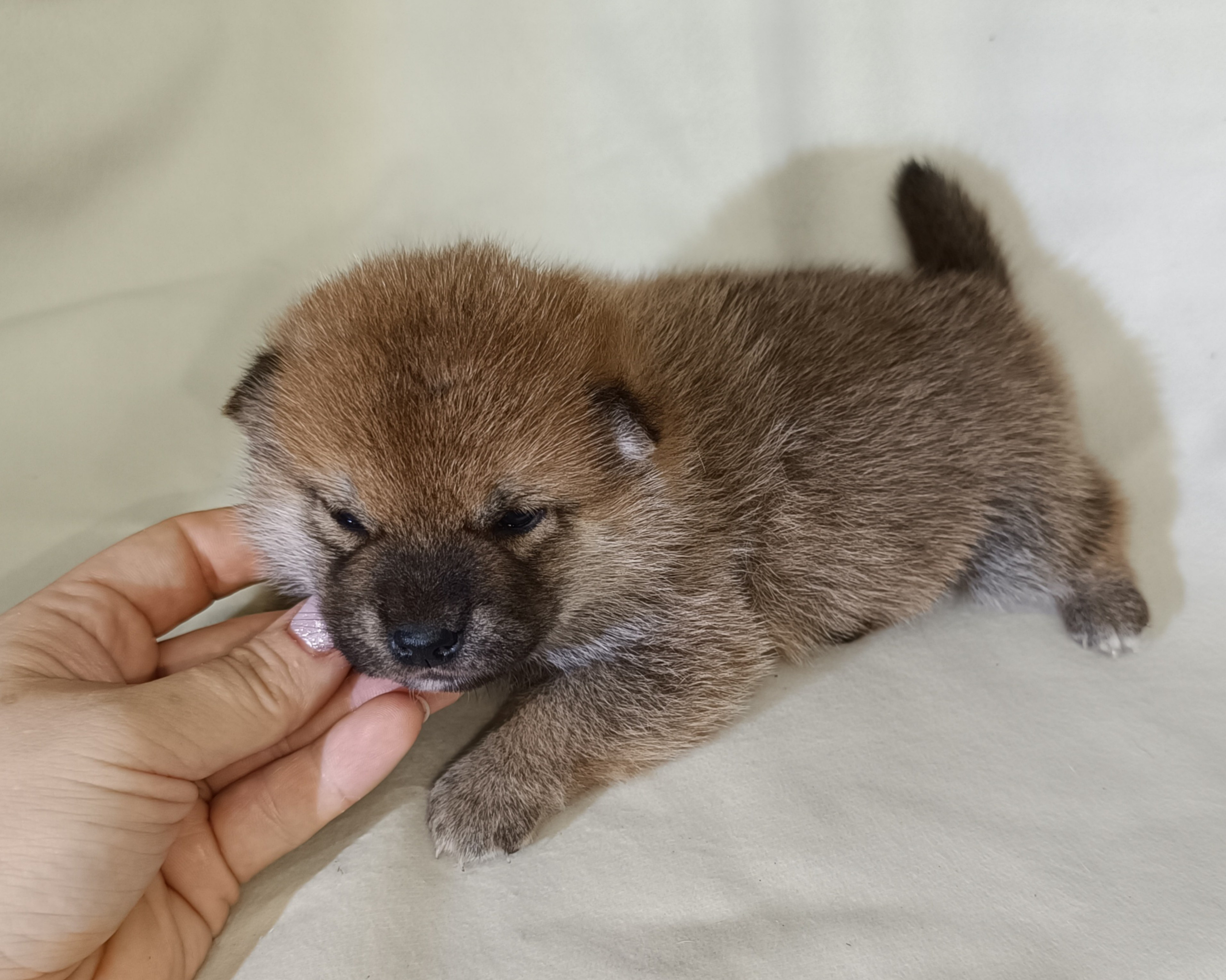 сиба питомник Рубилайт щенки на продажу rubylight  сиба щенки купить СПб Санкт-Петербург 