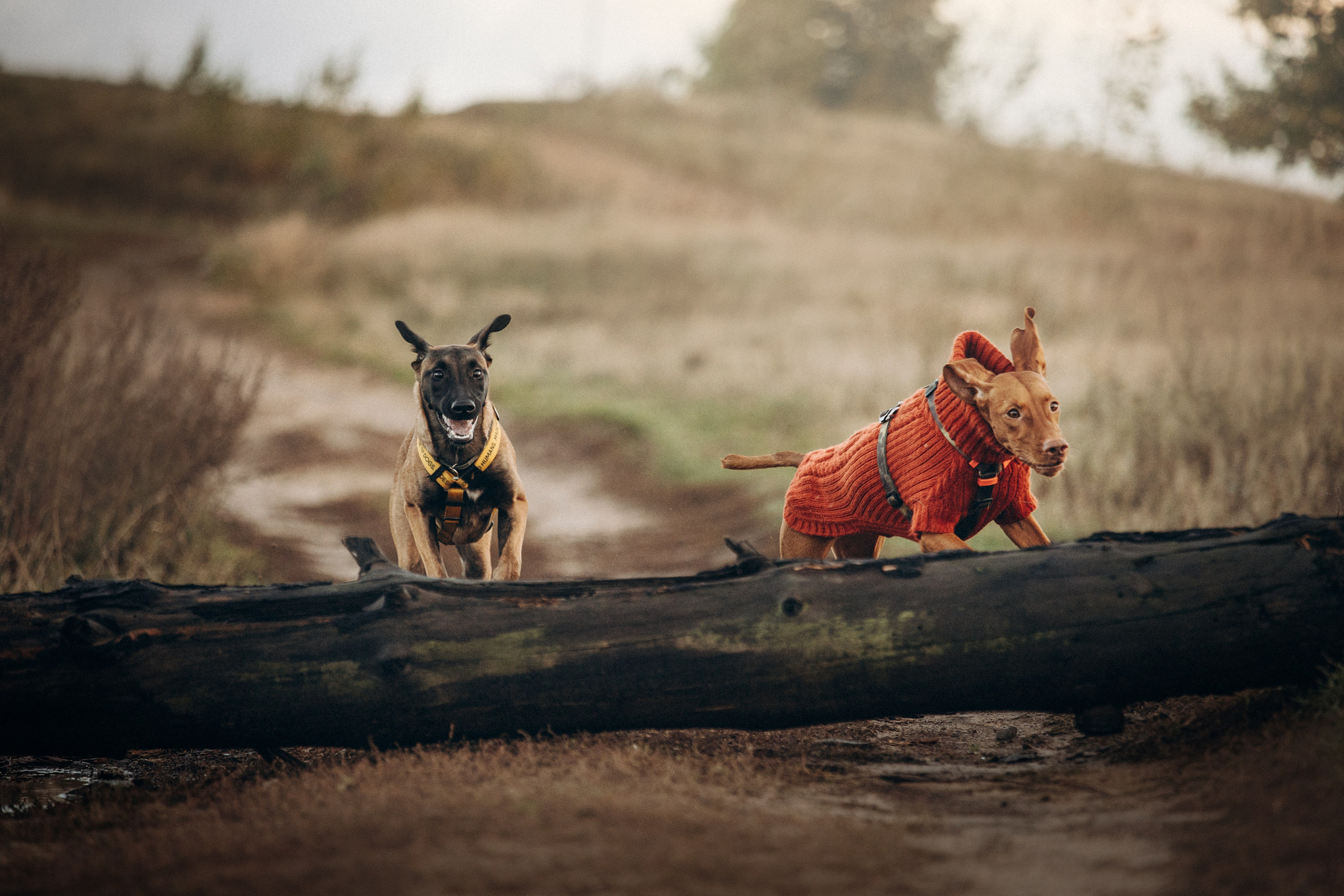 Трисс, Эста, Яся и их семья. Фотограф — Анималист | Санкт-Петербург