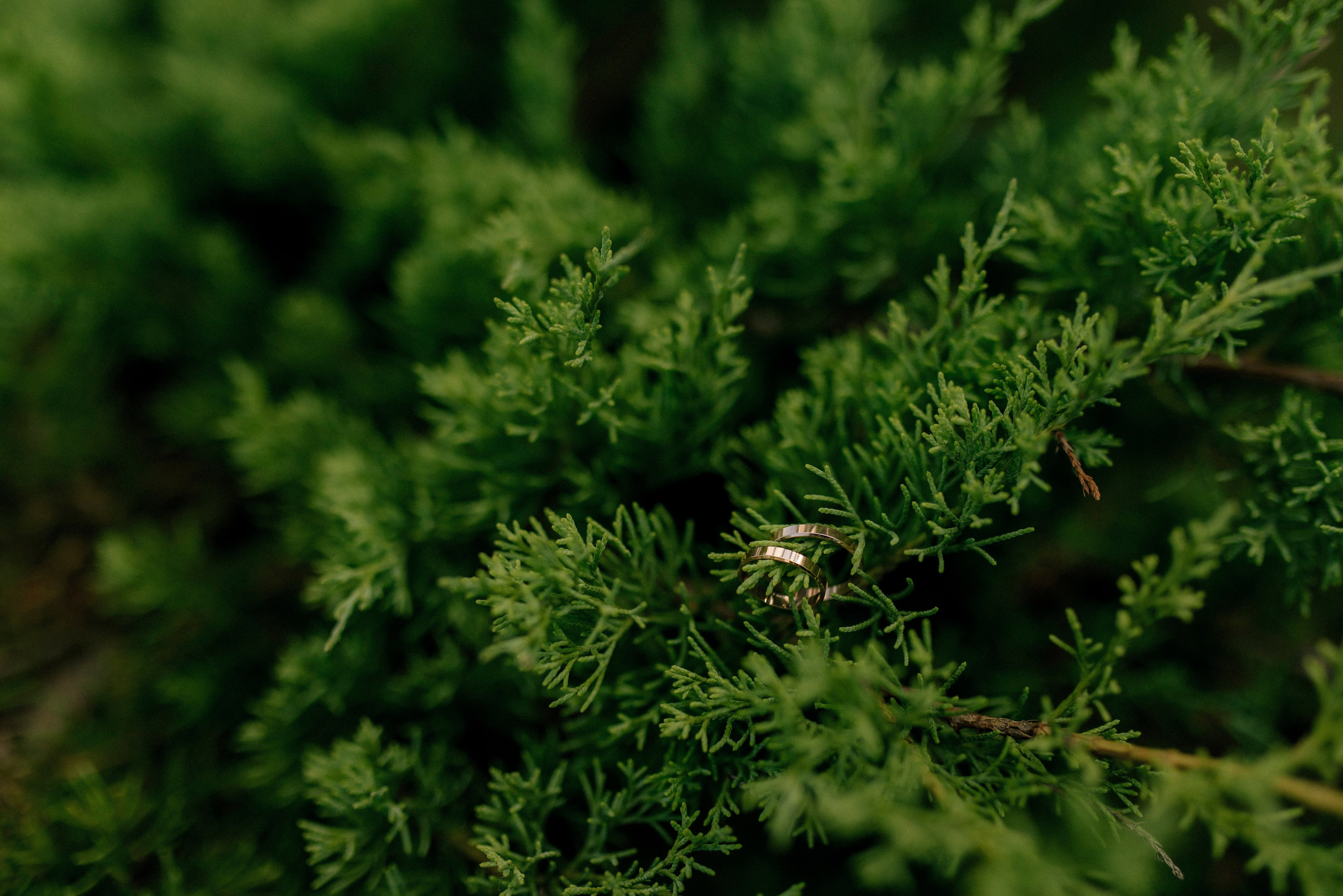 Алеся и Денис 21.06.25. Индивидуальный, семейный и свадебный фотограф