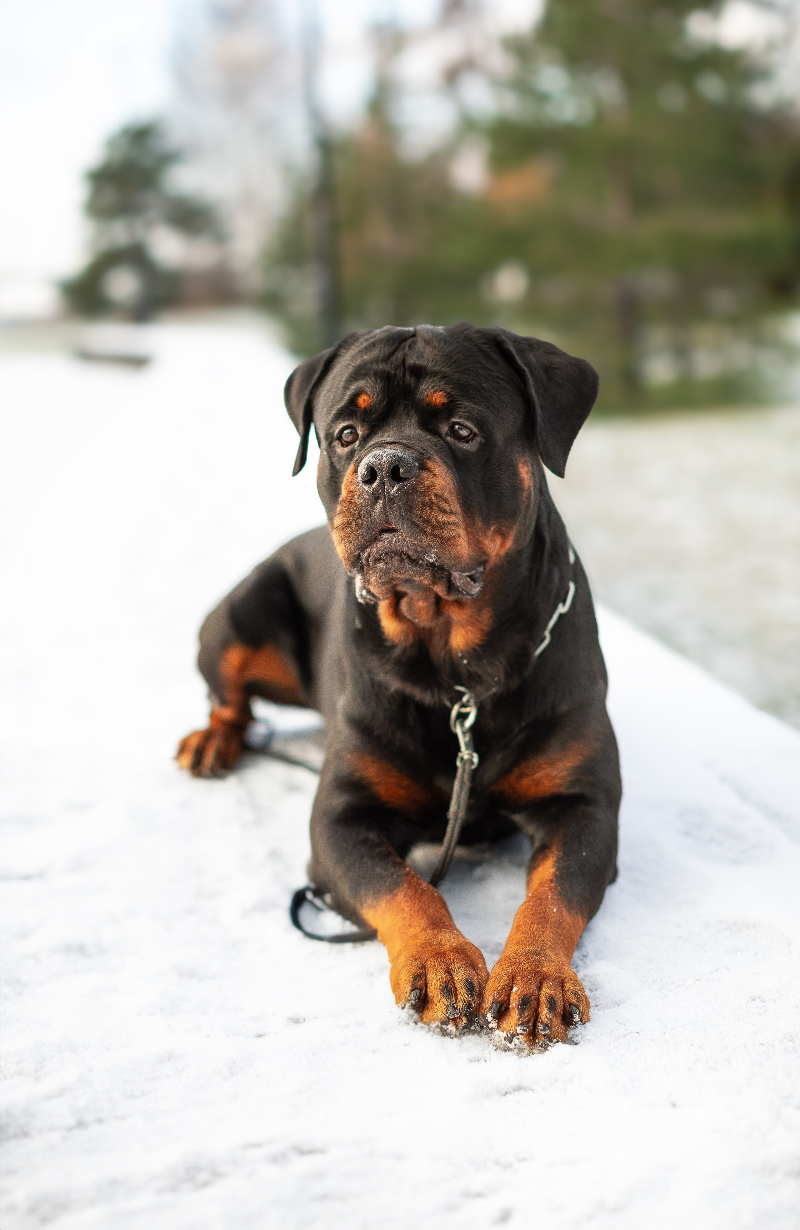 Ротвейлер Аватар. Портретная и семейная съемка. Фотограф анималист