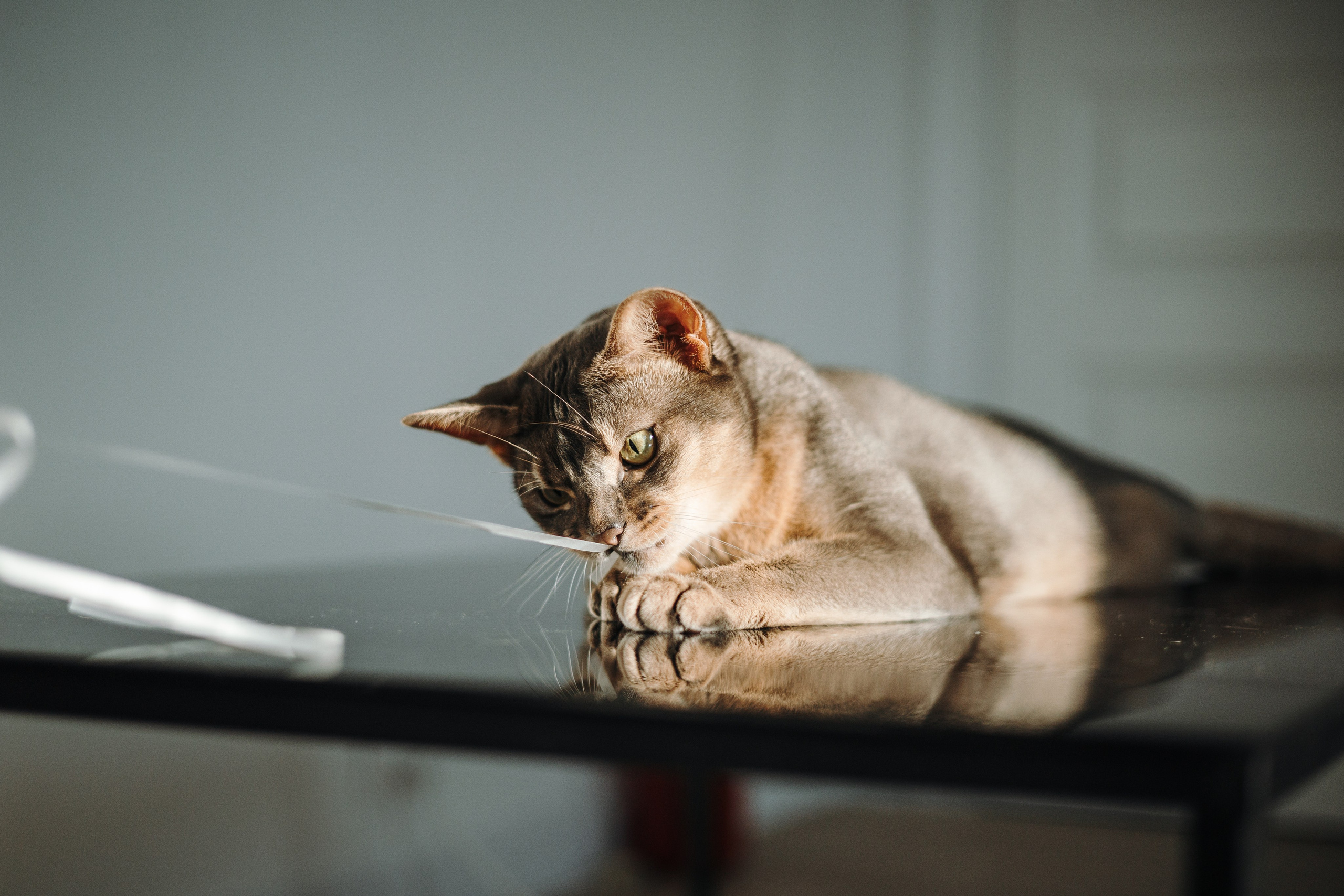 Циско и его семья. Фотограф — Анималист | Санкт-Петербург