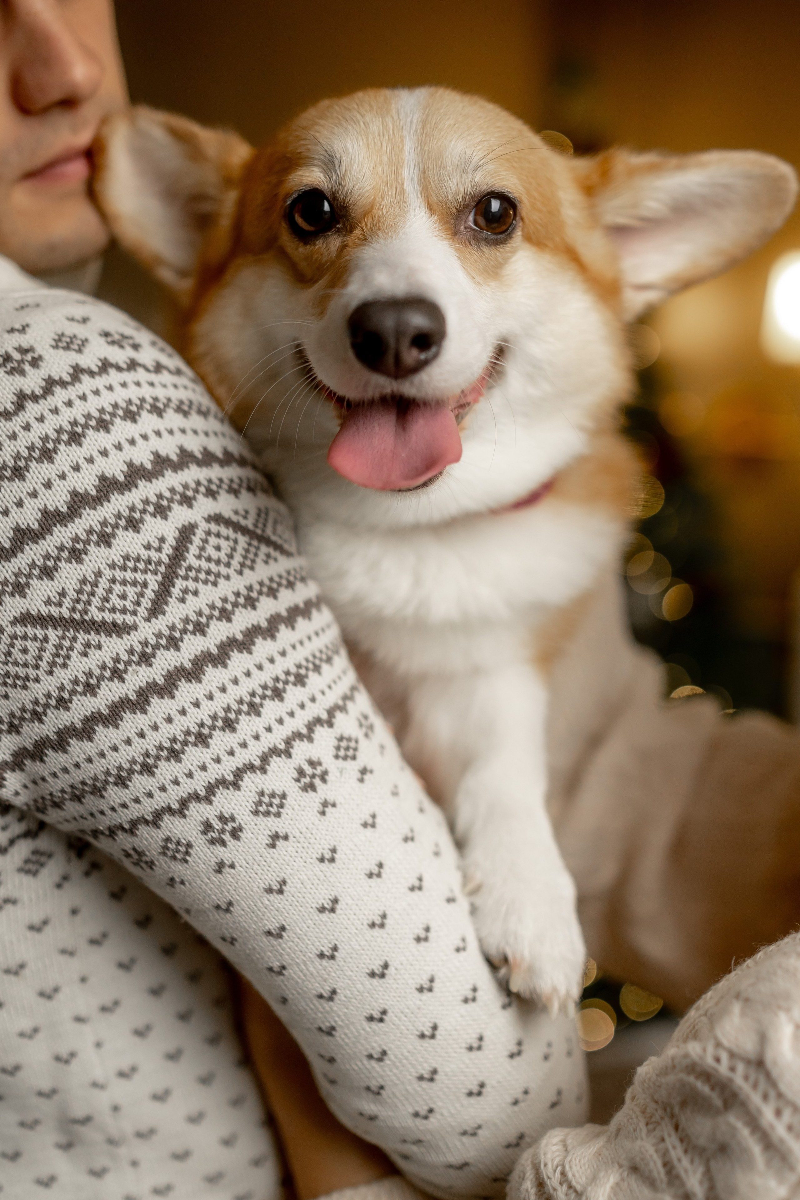 Новогодний хвостик. Свадебный и семейный фотограф в Севастополе и в Крыму Анастасия Корчак
