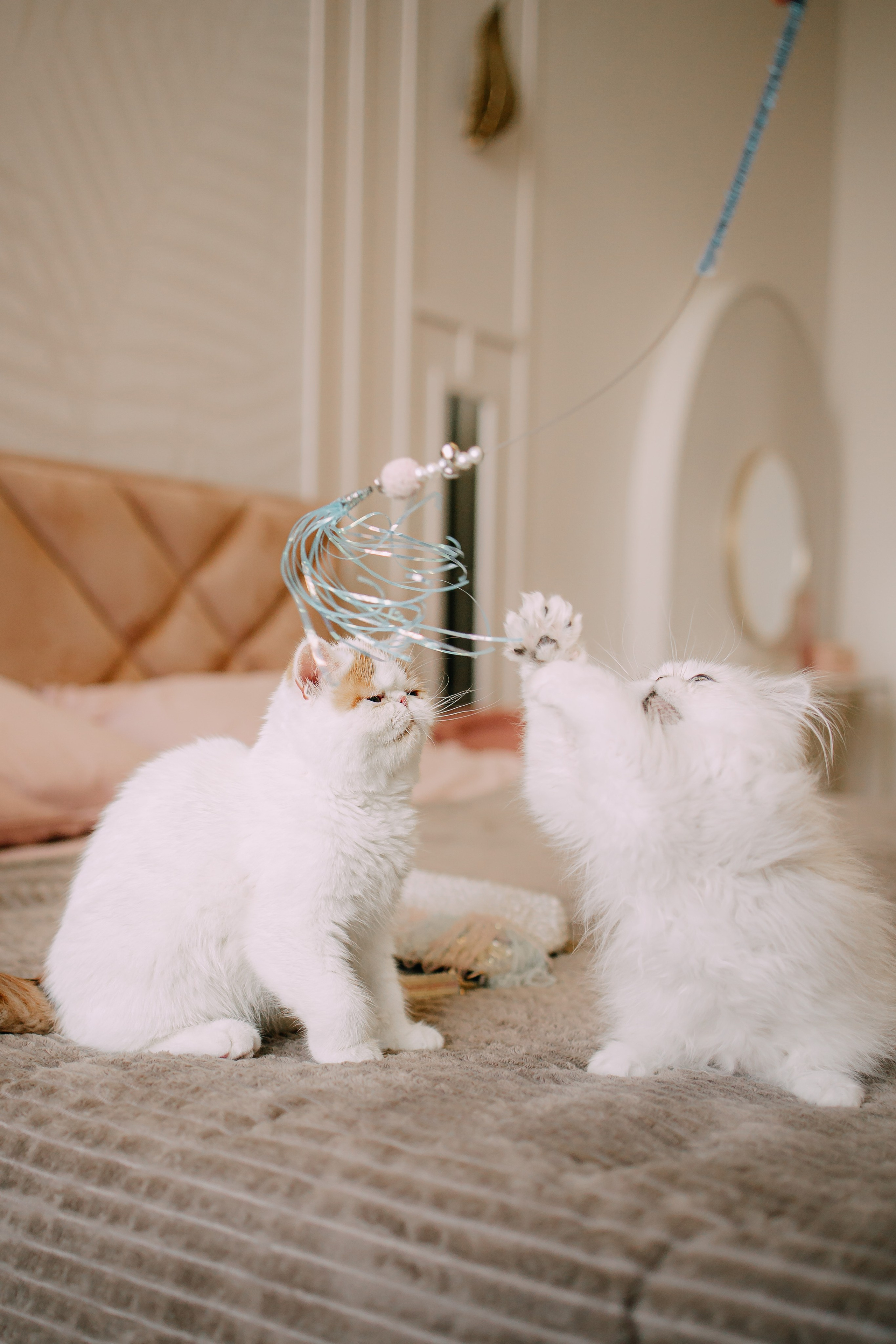 Султан, Мэй Мэй и Шанталь и их семья