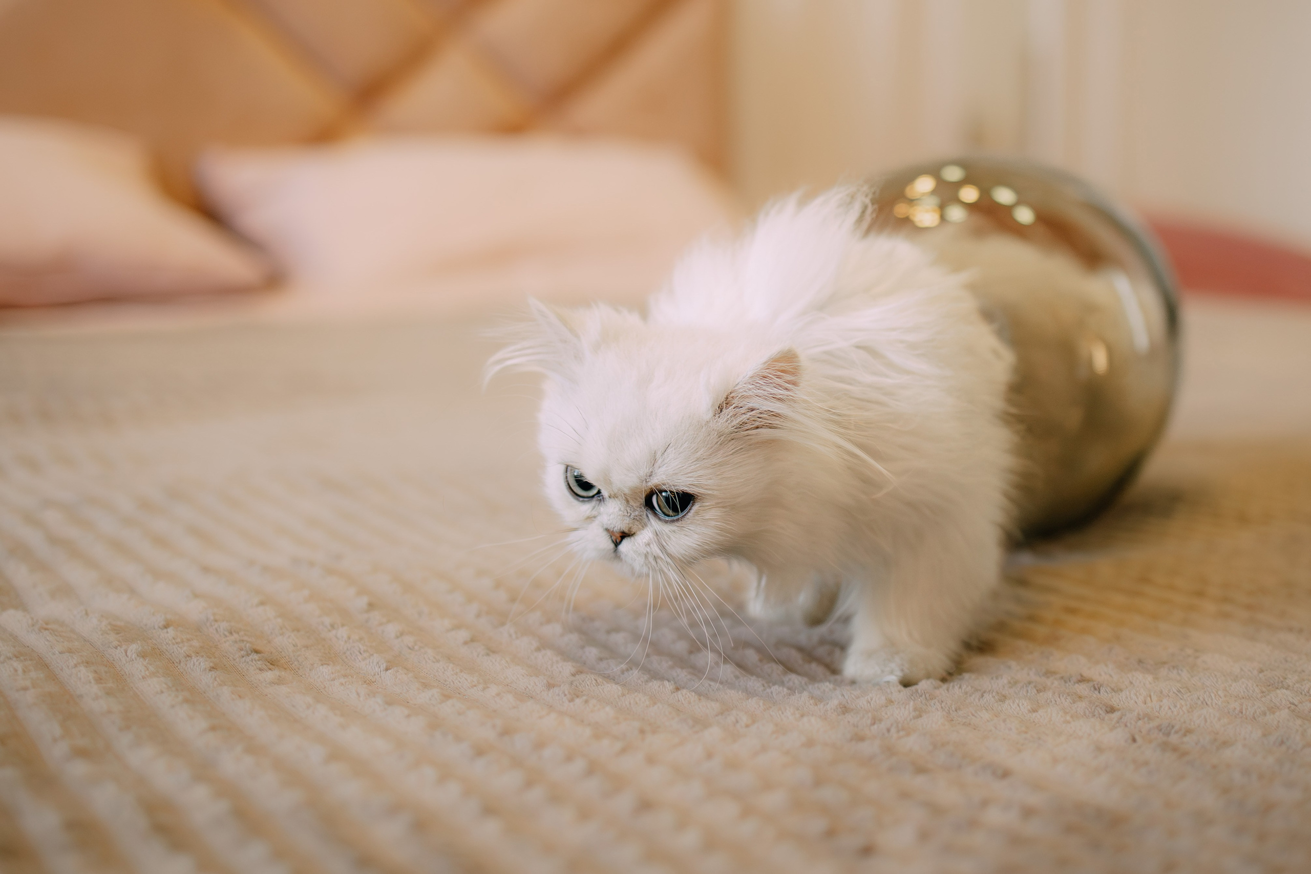 Султан, Мэй Мэй и Шанталь и их семья