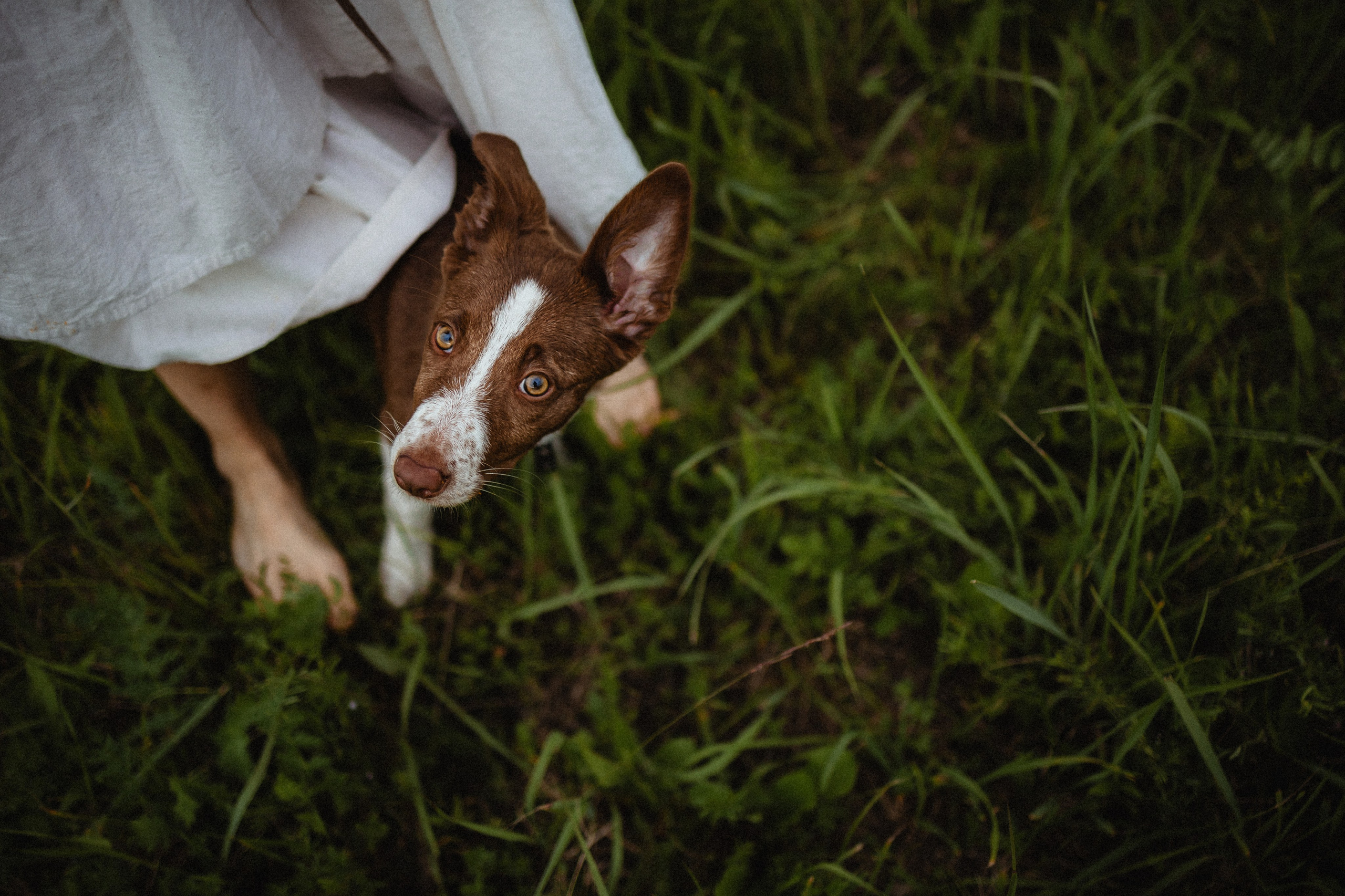 Выездной дог-тренинг от школы «Шерсть имею»