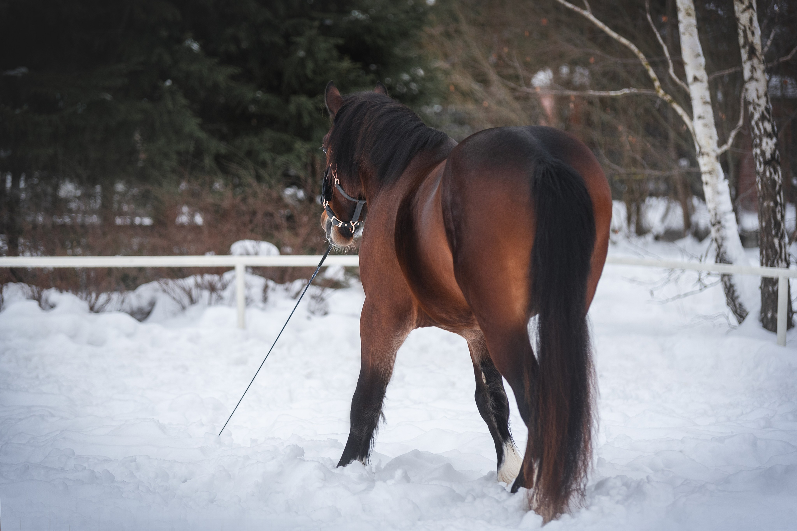 Новогодний Волконский. Конный фотограф Куракина Дарья • Фотосессии с лошадьми