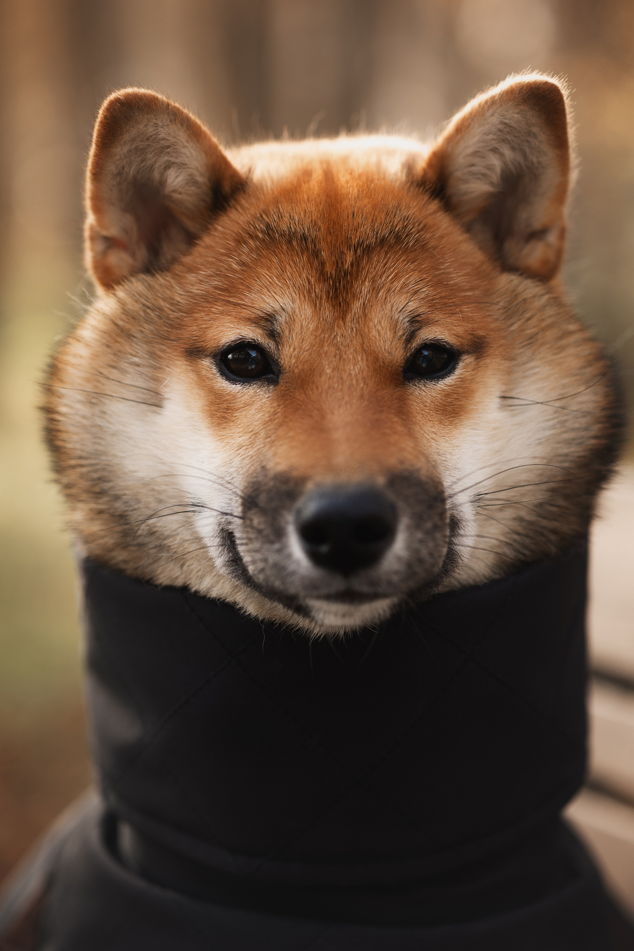 Оши | Сиба-Ину |. Фотограф