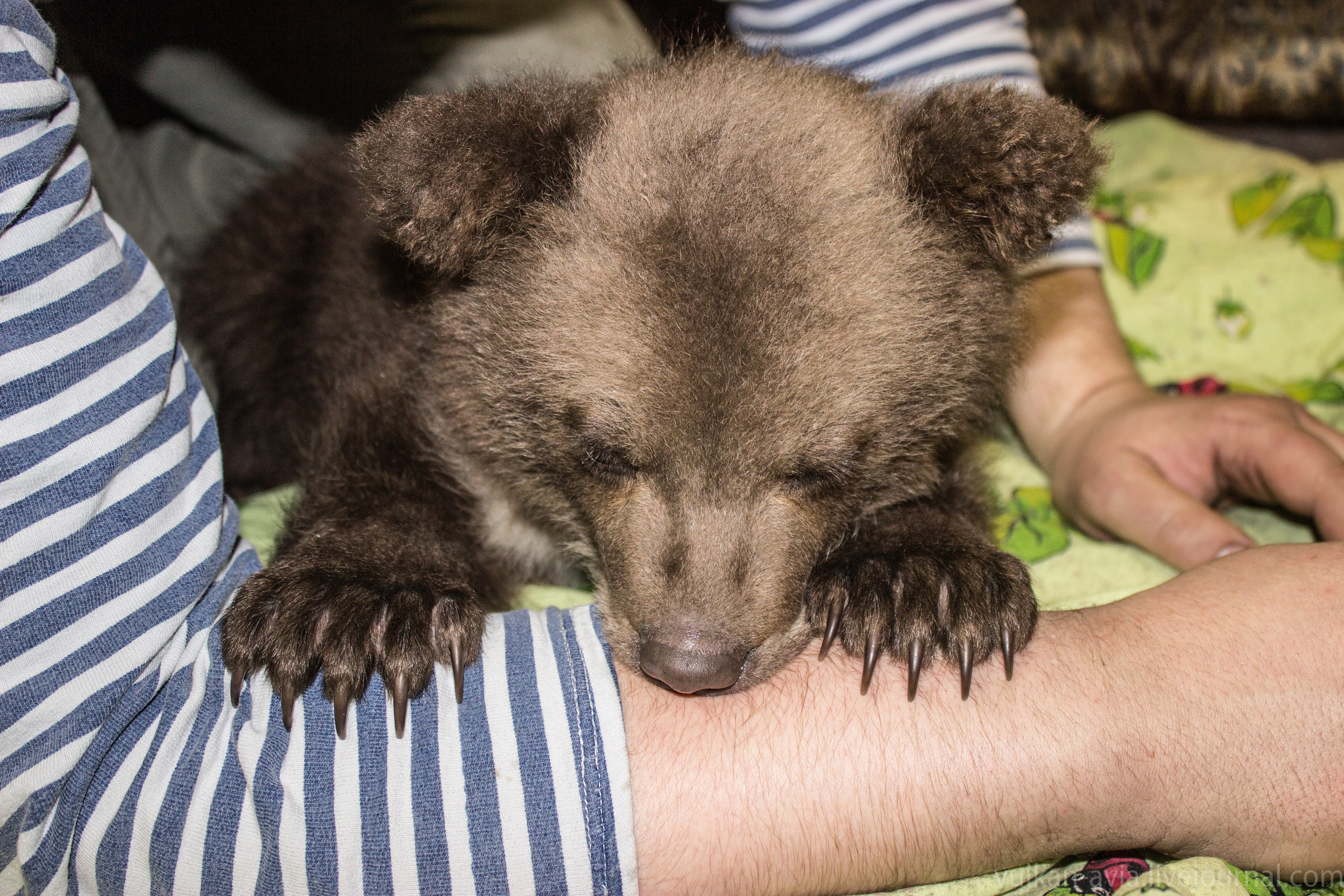 Медведь Мансур. Фотоальбом показывающий увлекательный мир авиации и мир медведей Андрея Иванова