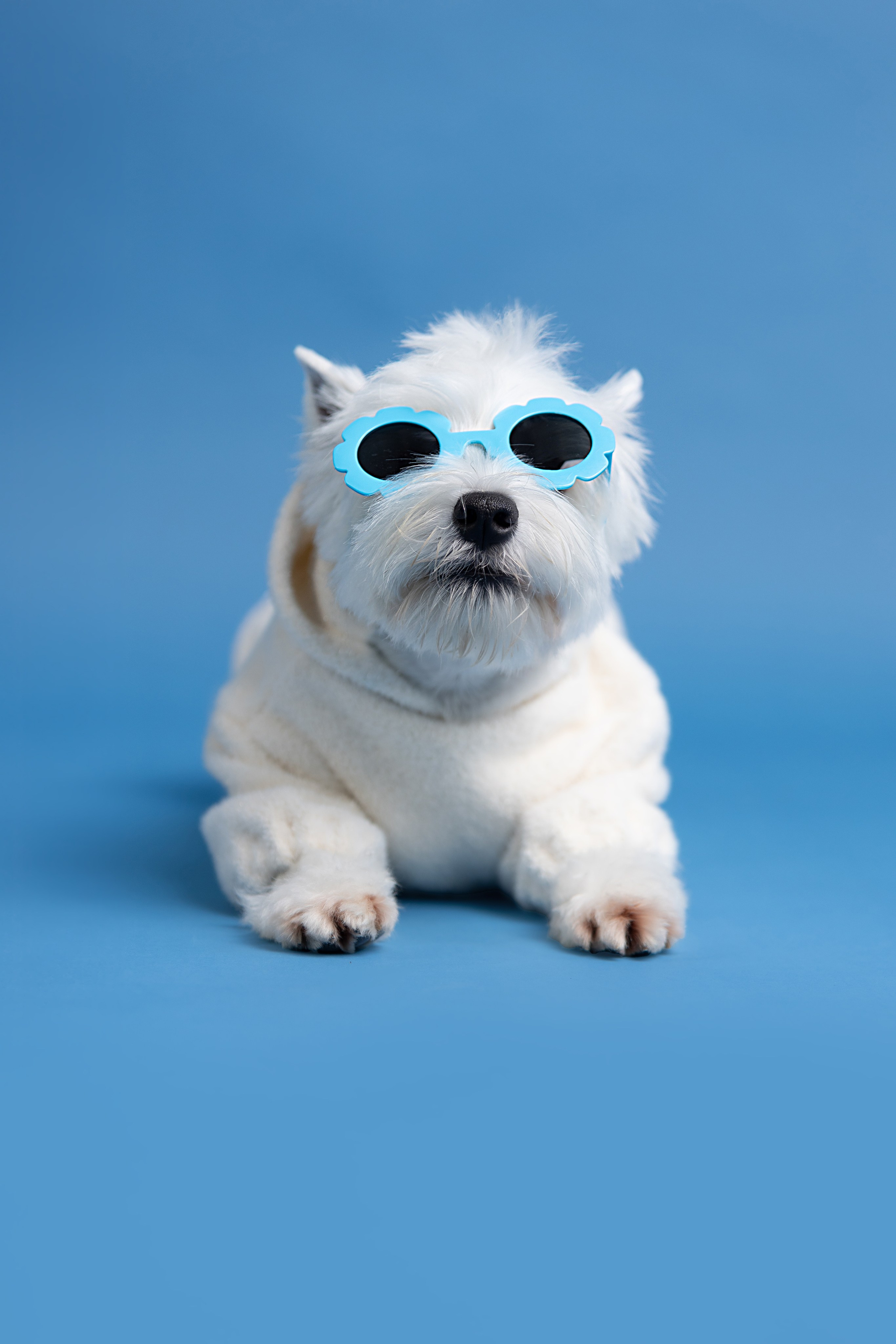 Ханна. Фотограф анималист Кристина Карпова, Москва