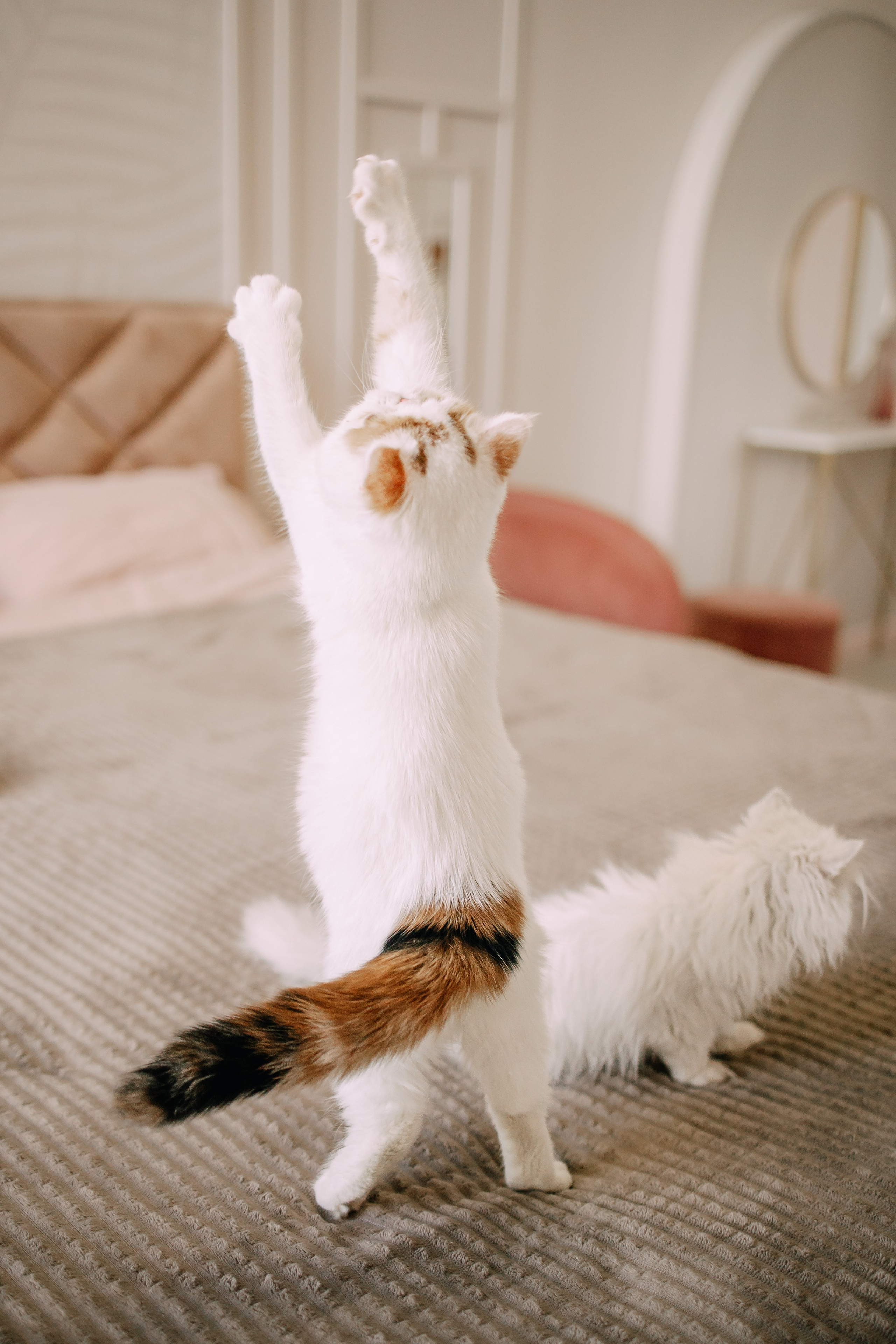 Султан, Мэй Мэй и Шанталь и их семья