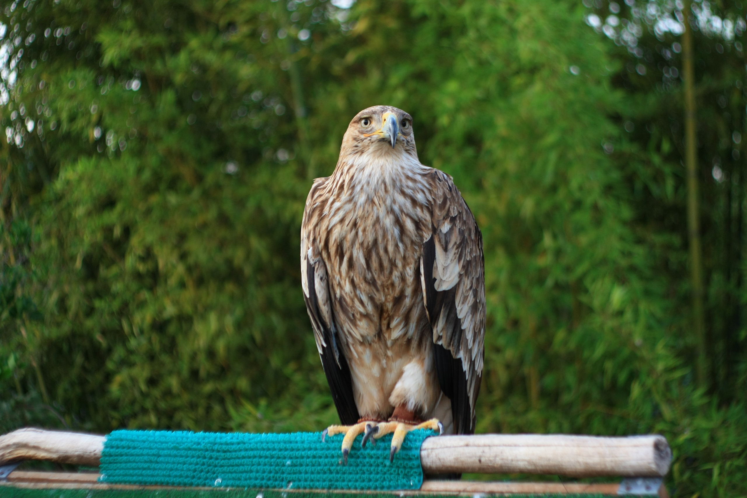 Первые кадры. Сочи — парк. Фотограф Роман Адлер