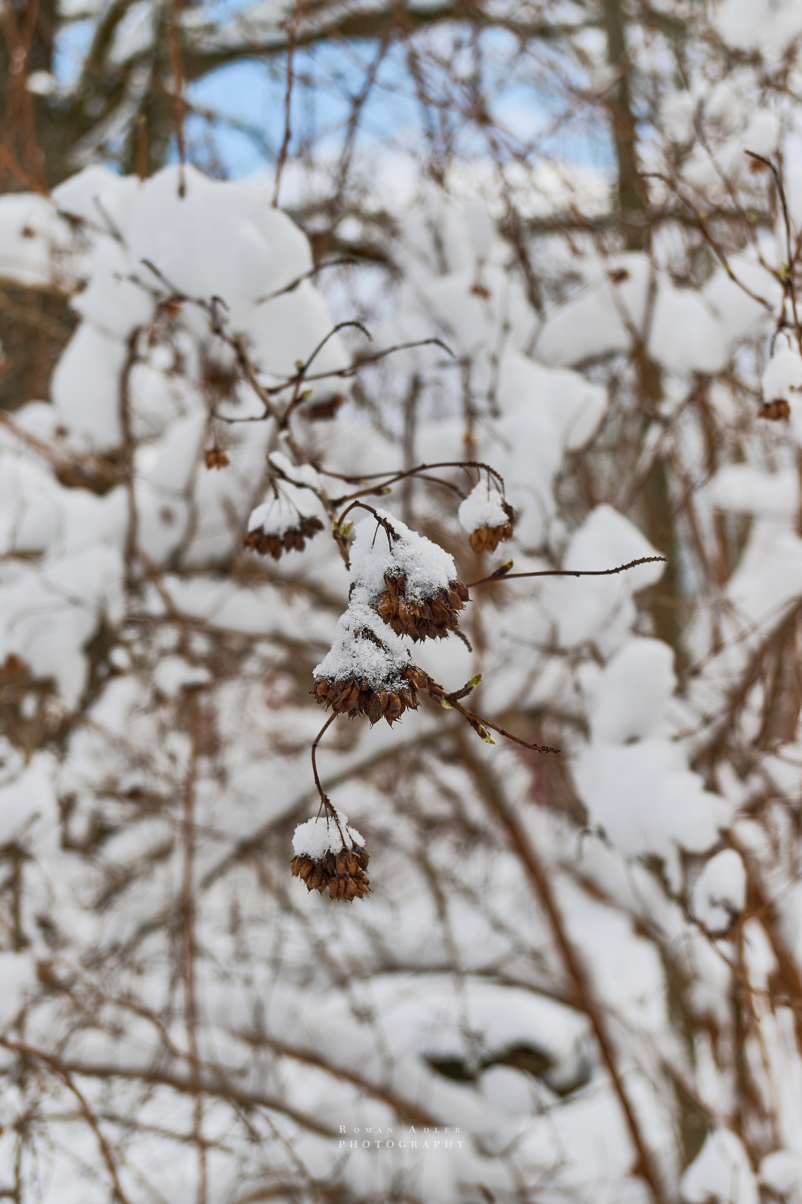 Апрельский снег. Москва 2025. Фотограф Роман Адлер