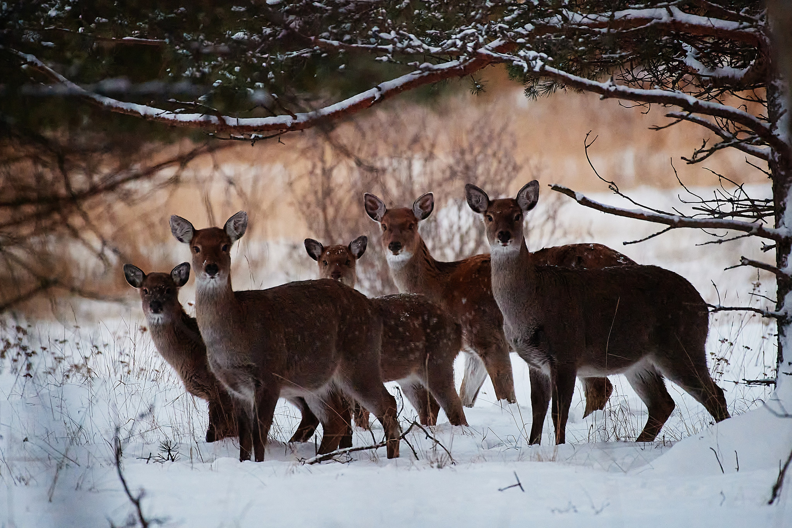 Пейзаж. Документальный фотограф Сергей Вдовин