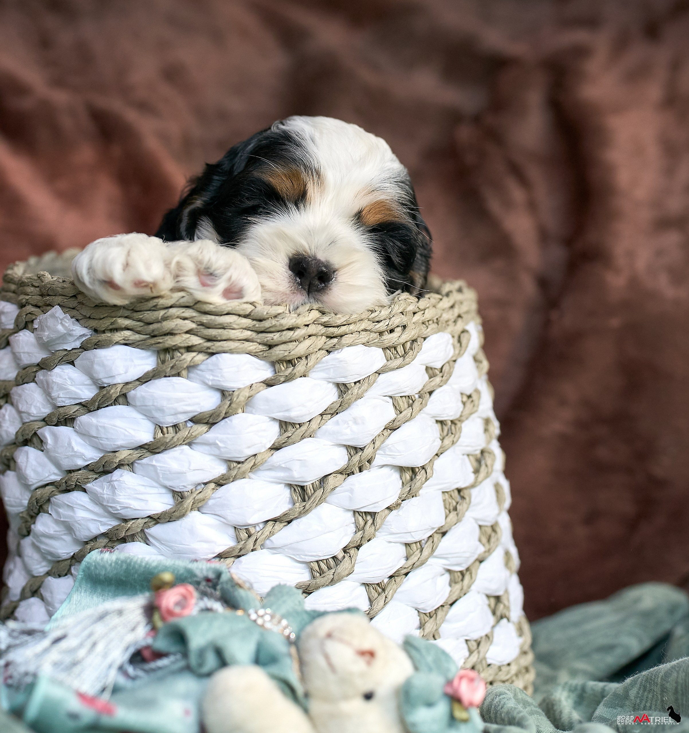 Щенки АмКокеров