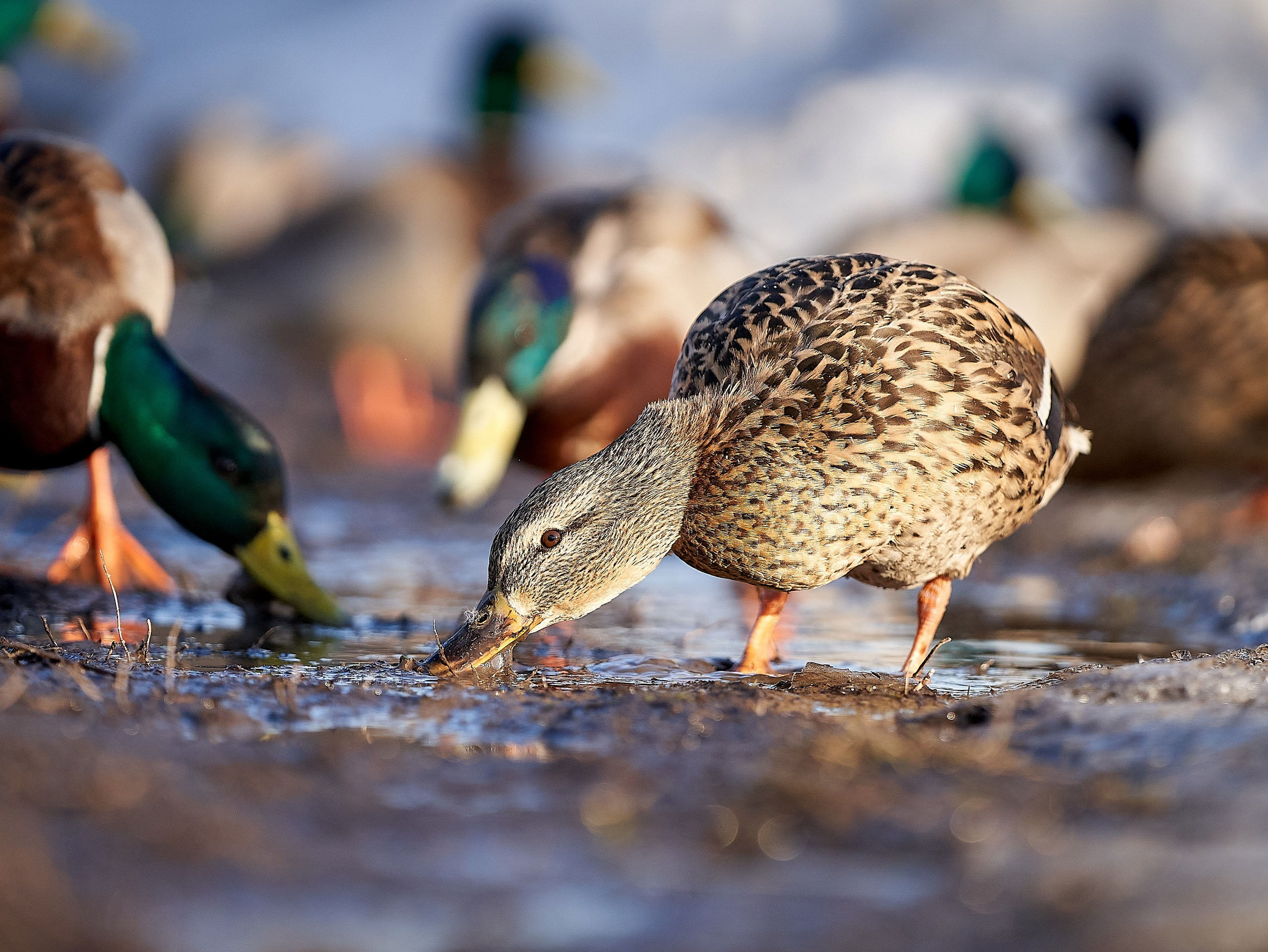 Фото птиц — галерея NATRIEL
