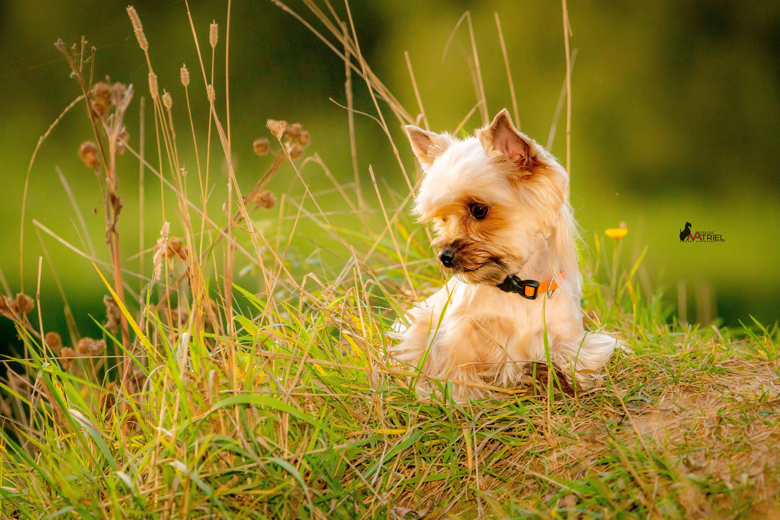 Йоркширский терьер Циля