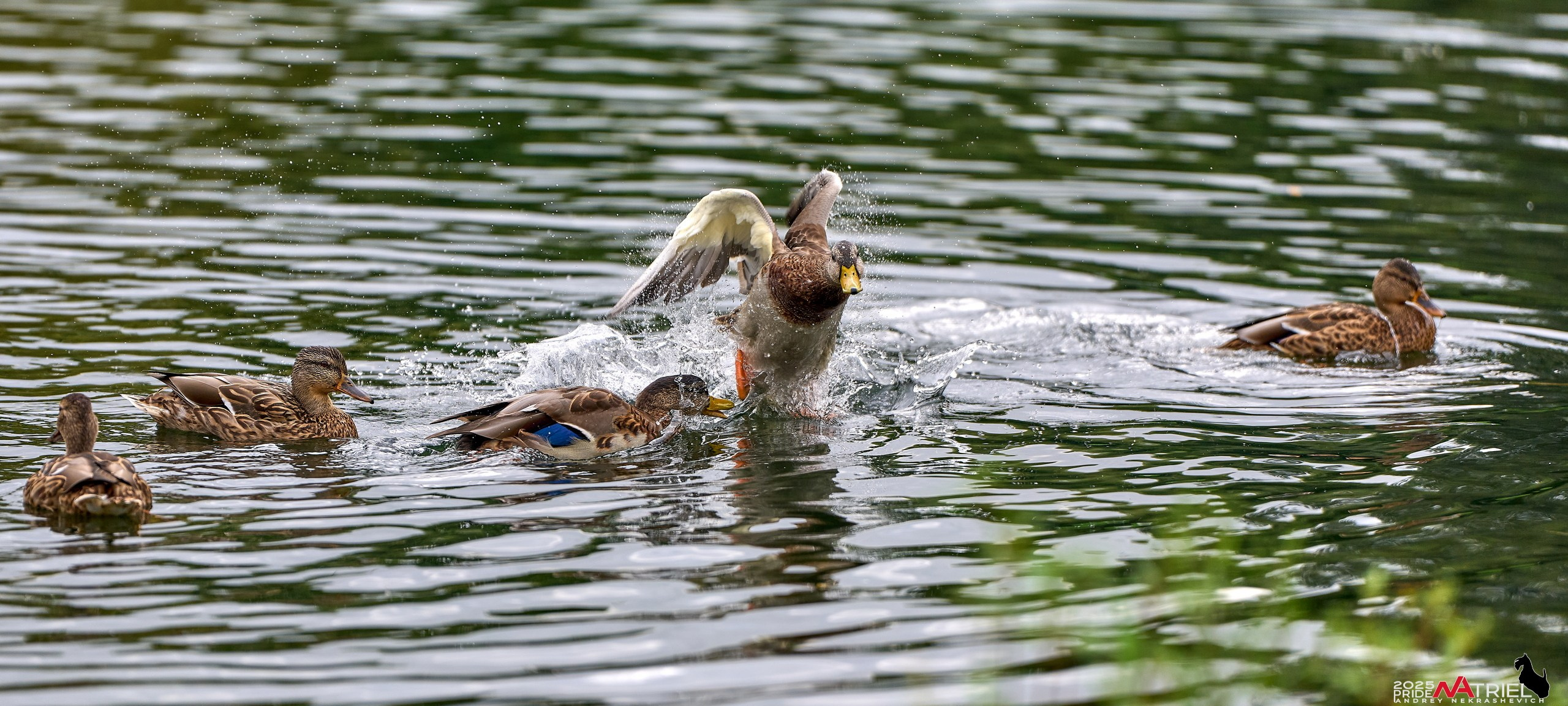 Утки на пруду