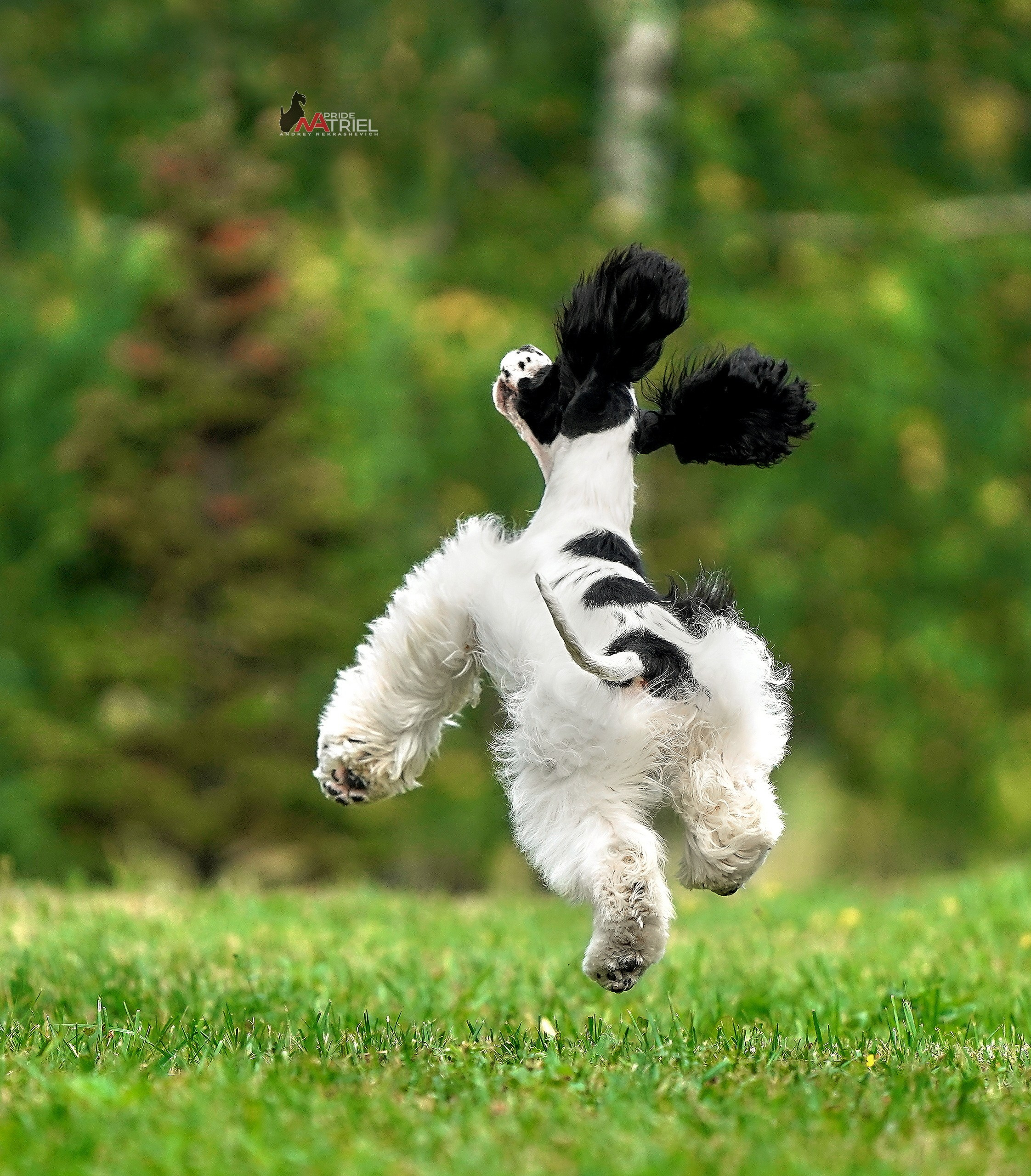 Портреты собак — галерея NATRIEL