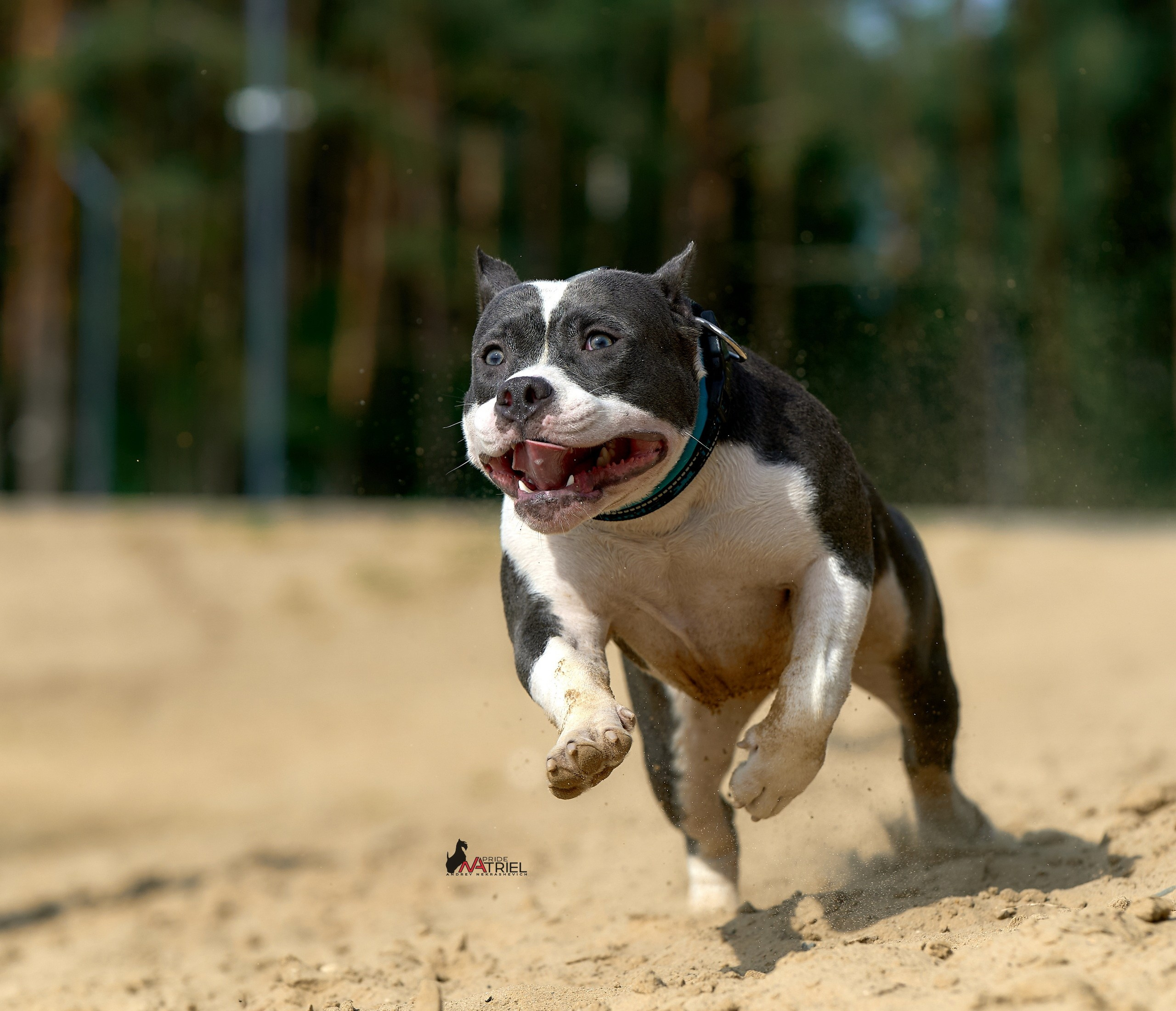 Прогулка в движении — галерея NATRIEL