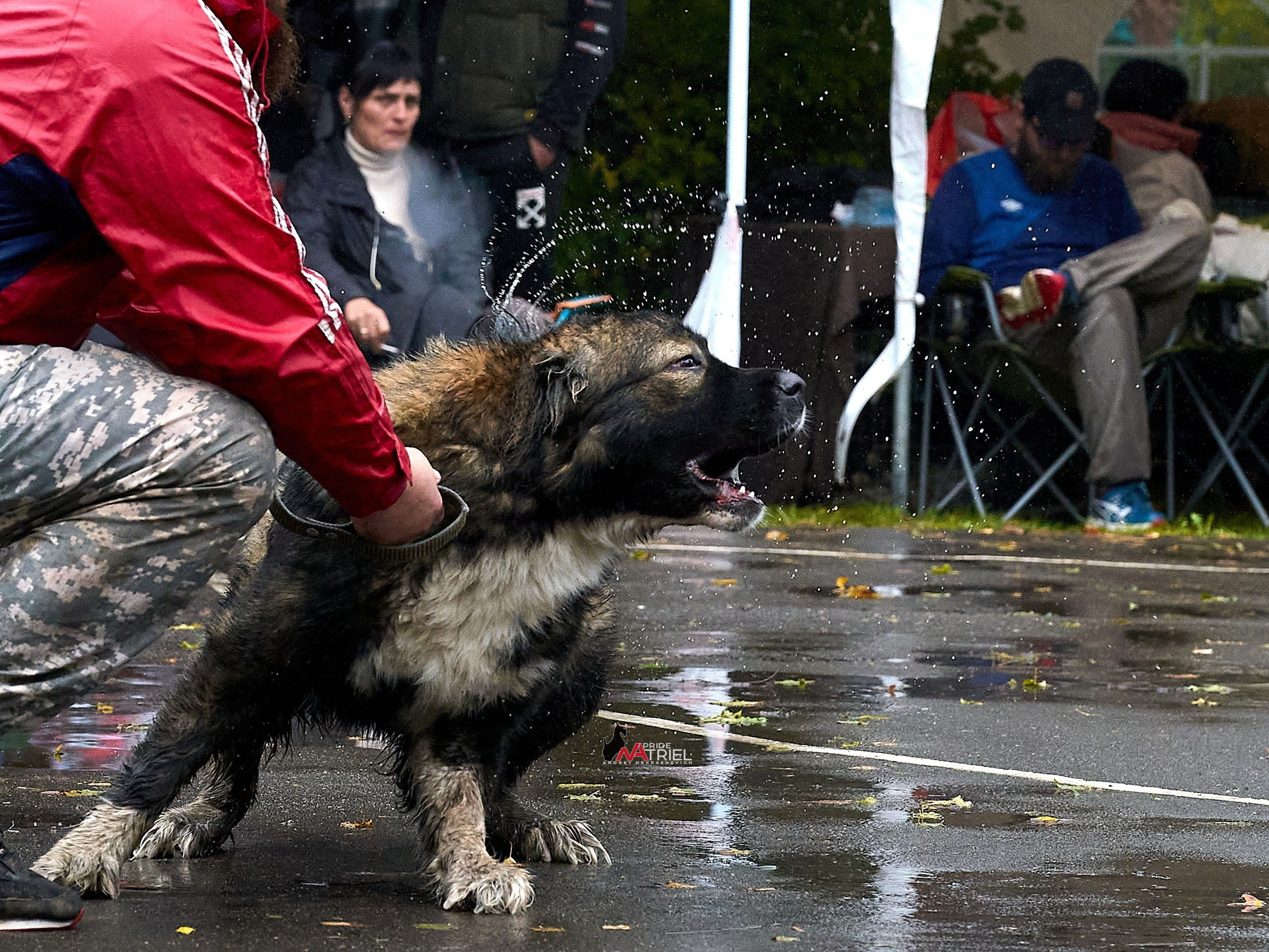 Работа в рингах — галерея NATRIEL