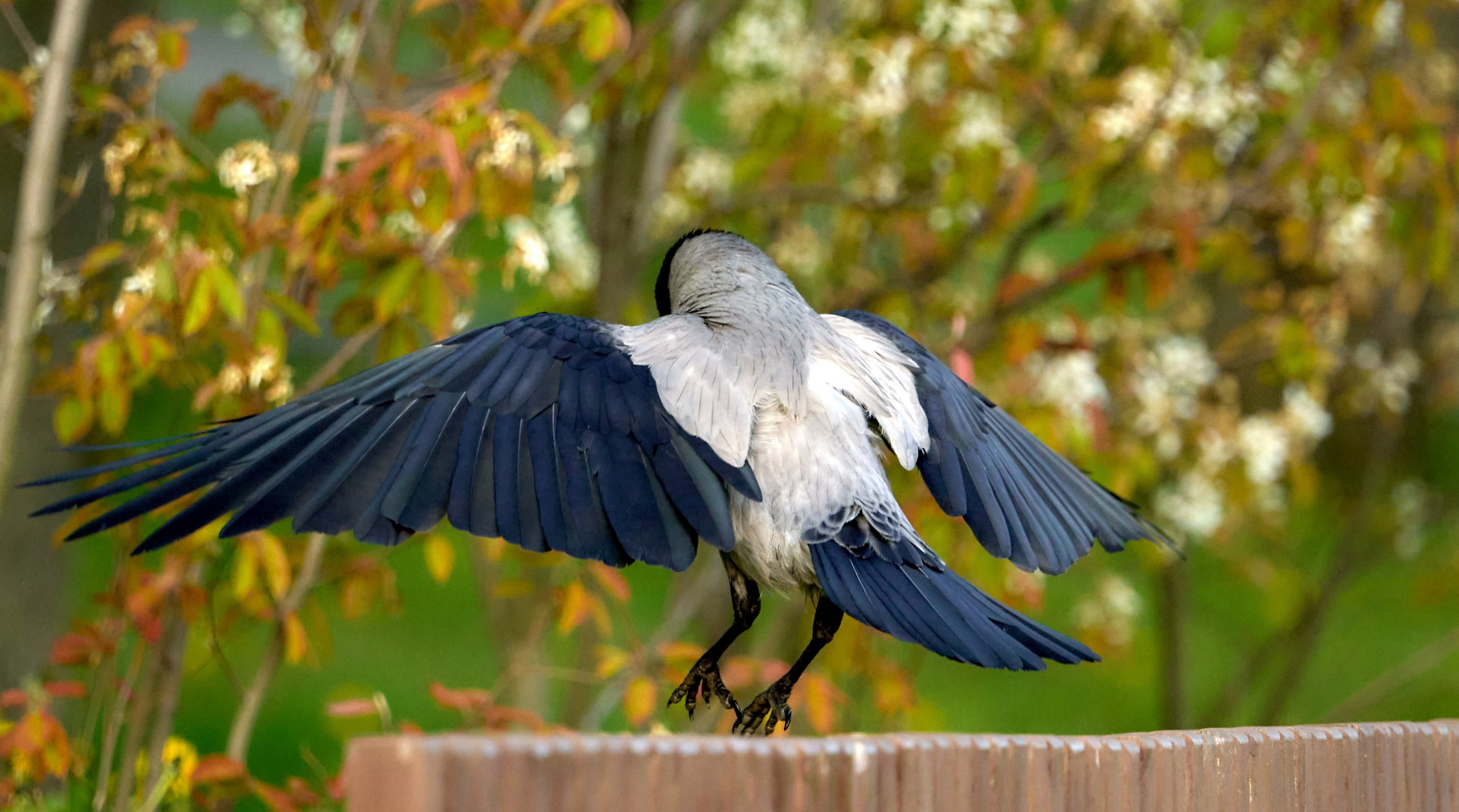 Фото птиц — галерея NATRIEL