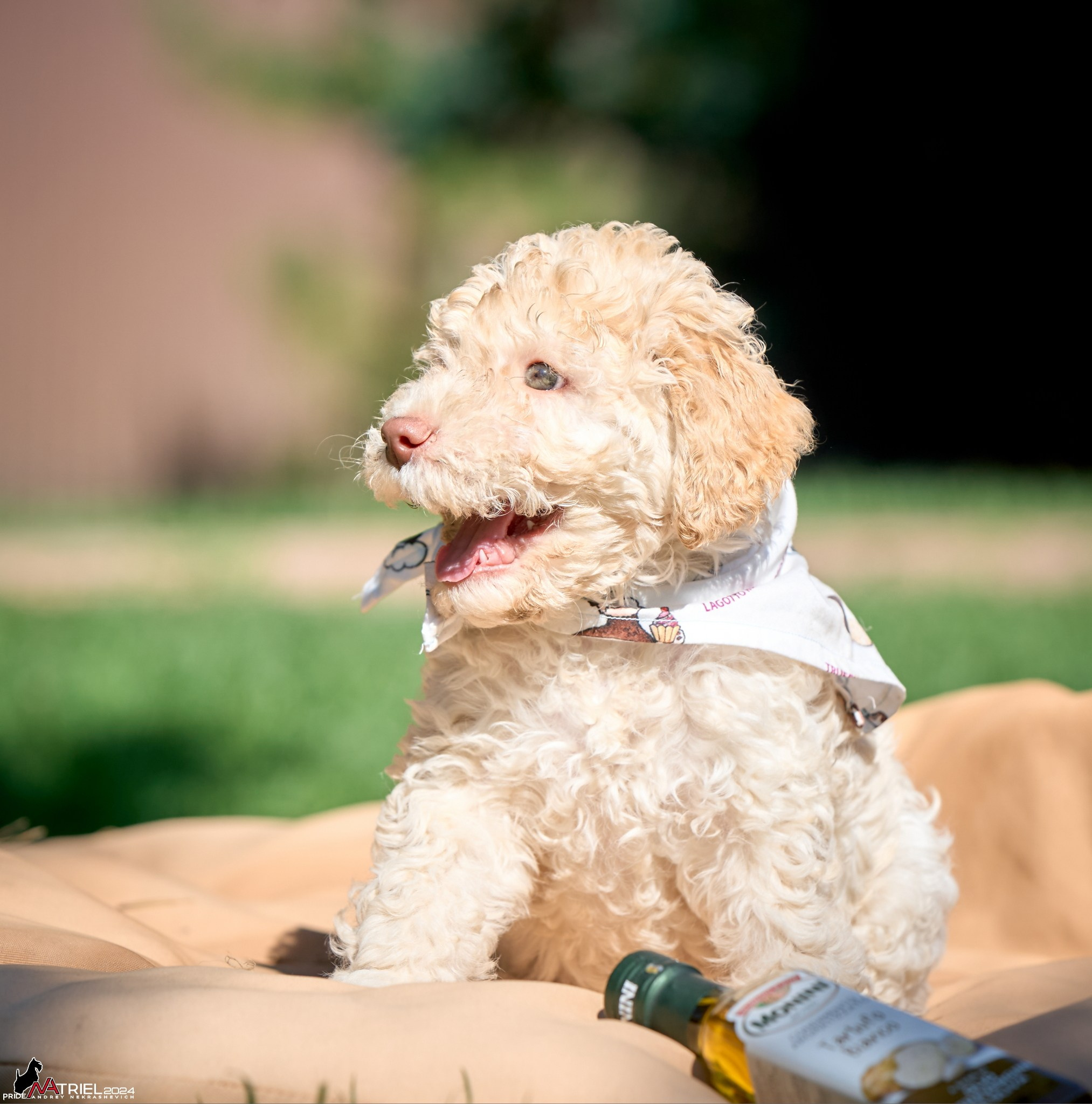 Съемка щенков лаготто на природе