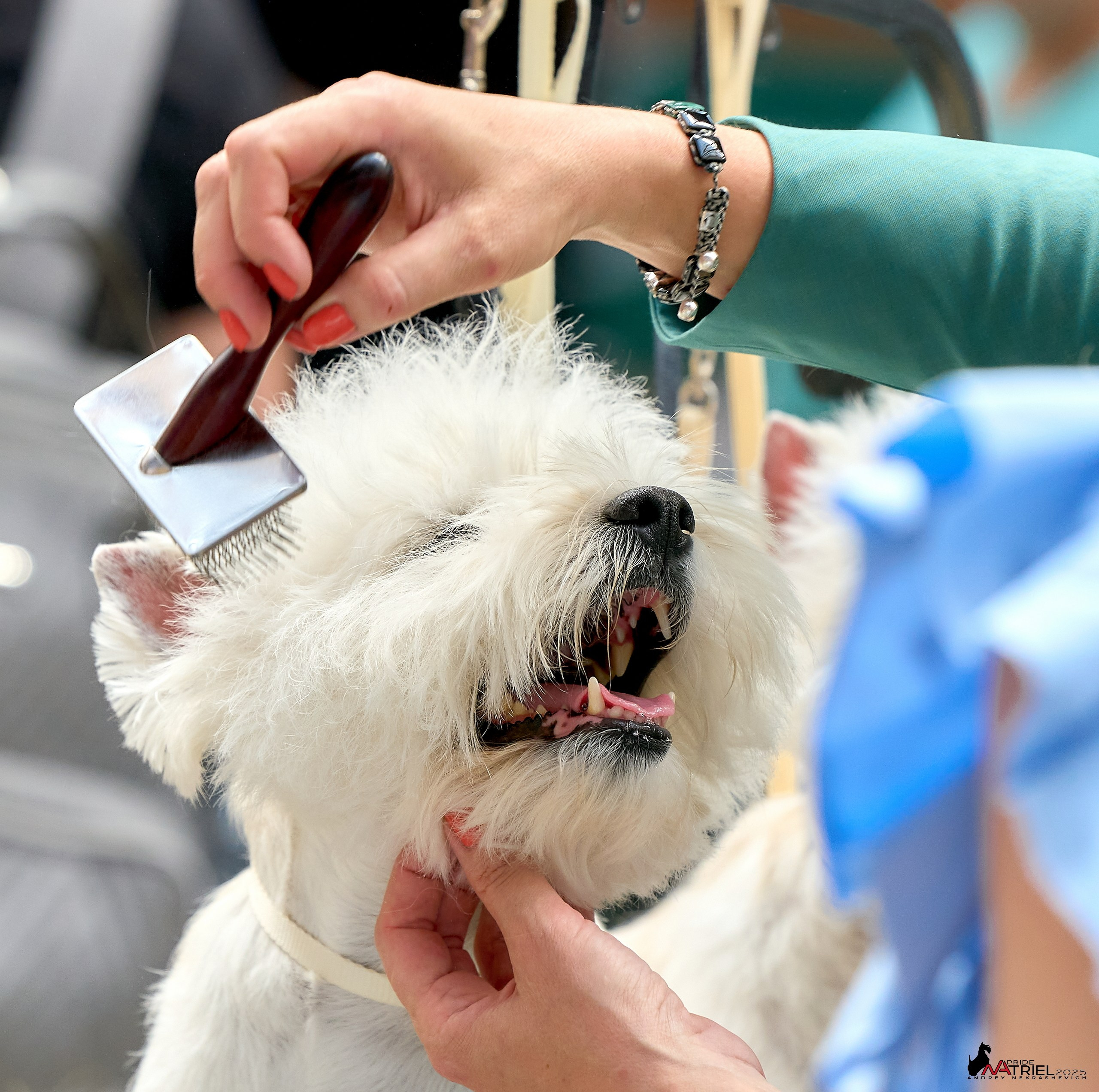 Выставка собак РОССИЯ — 2025