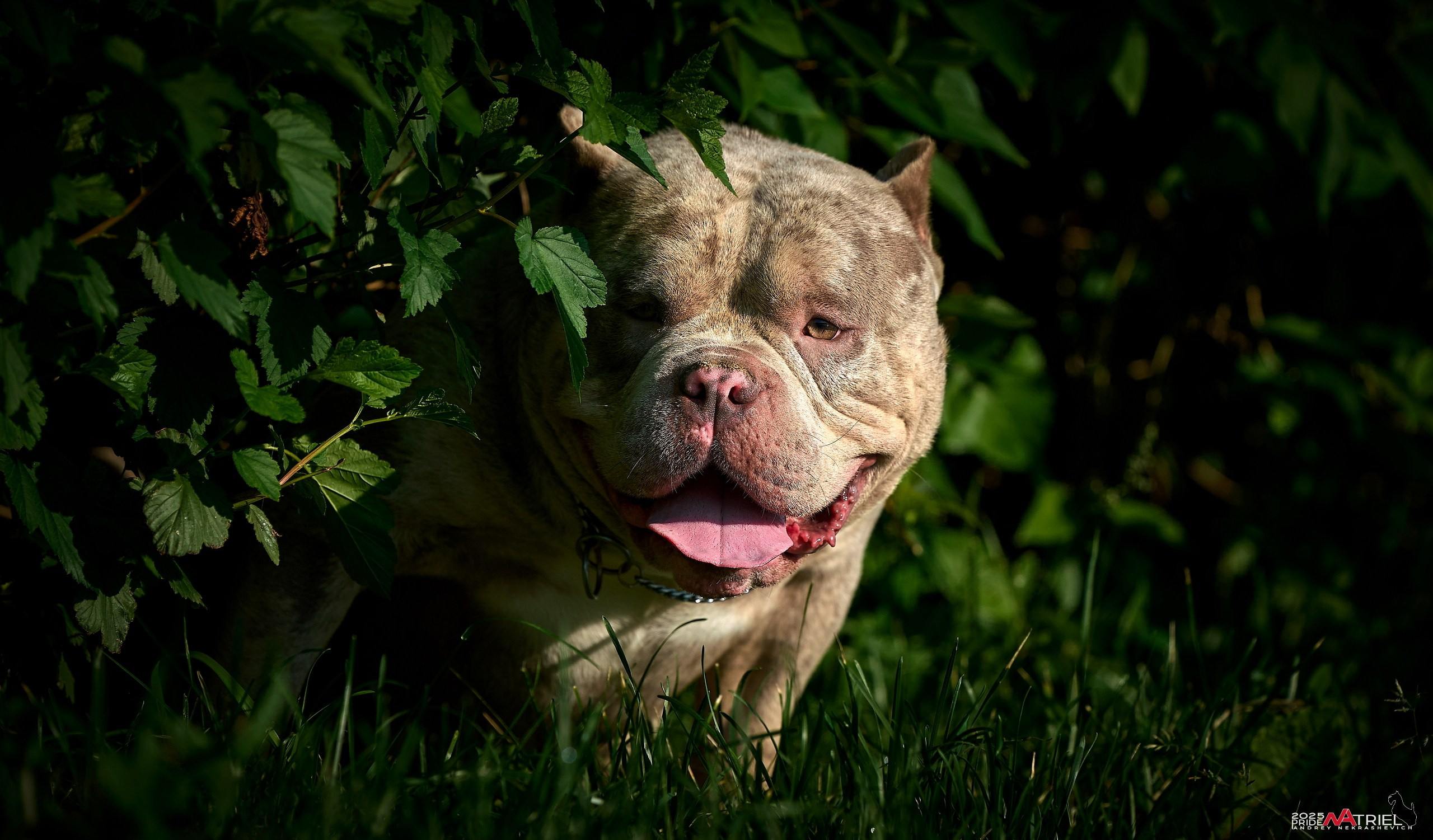Съемка собак породы булли на природе