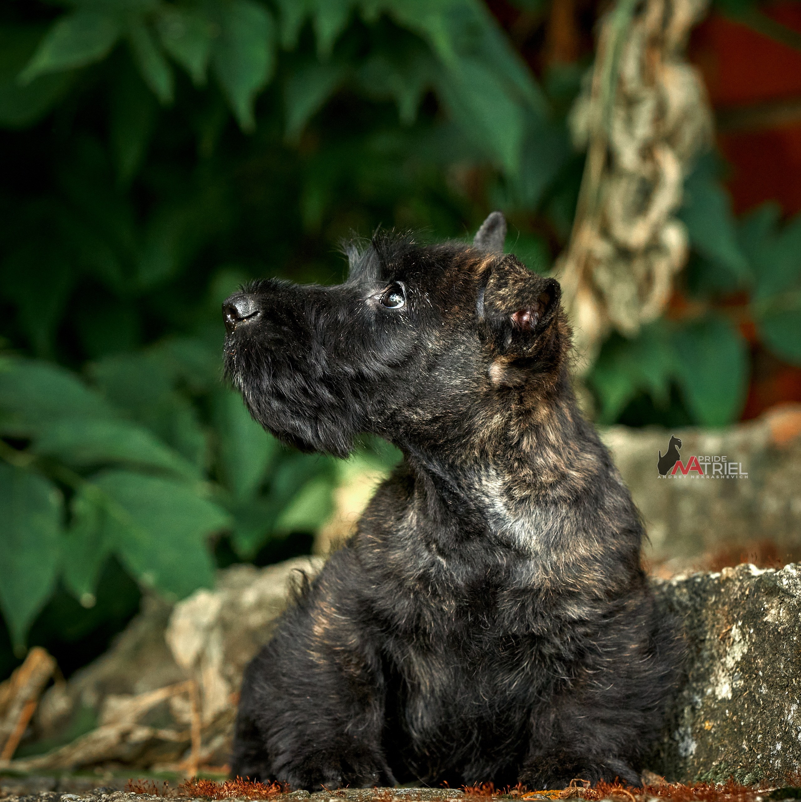 Щенки на прогулке — галерея NATRIEL