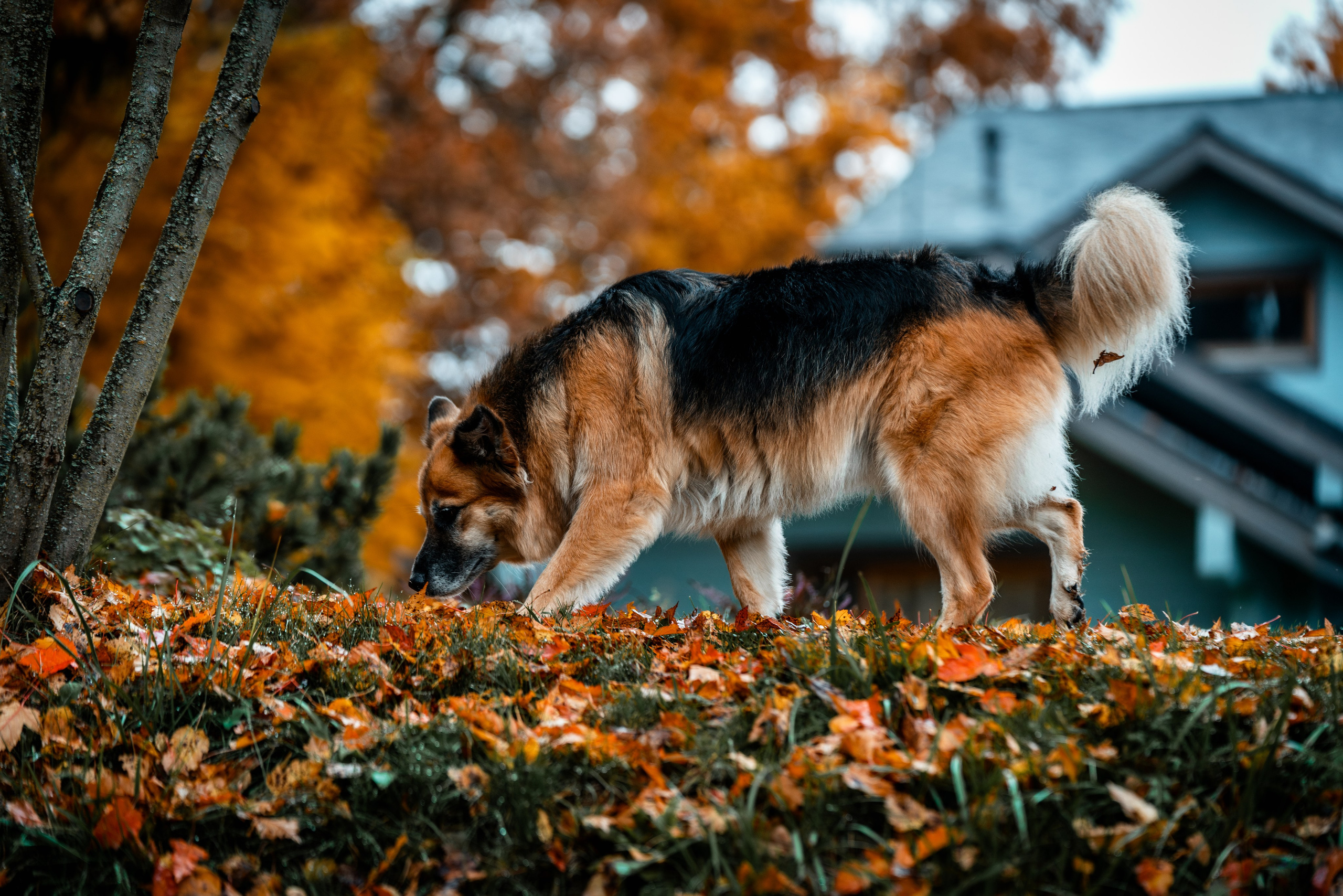 ФОТОПАМЯТЬ ВАШИХ ЭМОЦИЙ. Фотограф-анималист, семейный фотограф в Москве и Подмосковье. Фотосъёмка кинологических дисциплин