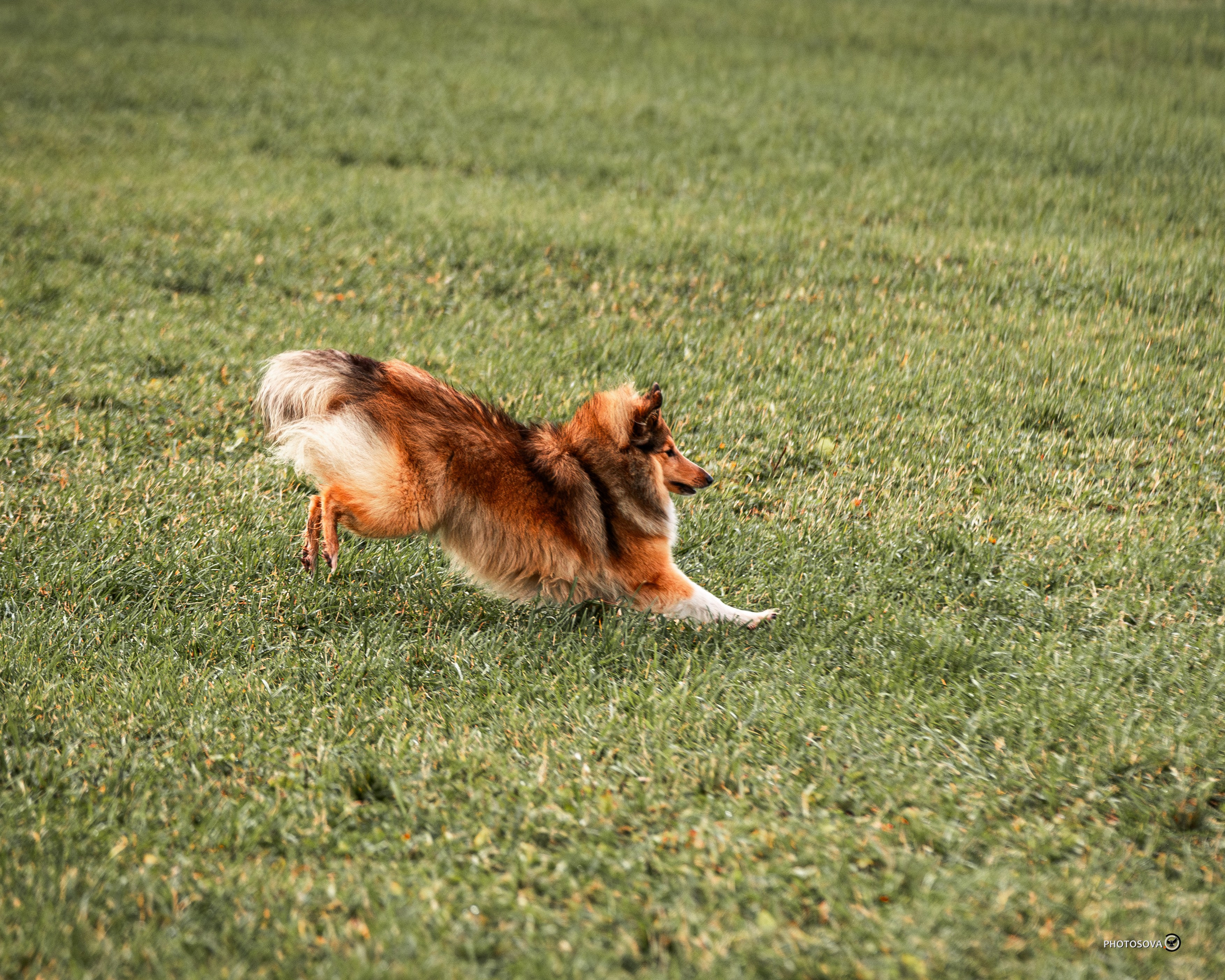 МЫ — КОМАНДА (соревнования) OKD, BH, IBGH, IGP. Фотограф-анималист, семейный фотограф в Москве и Подмосковье. Фотосъёмка кинологических дисциплин