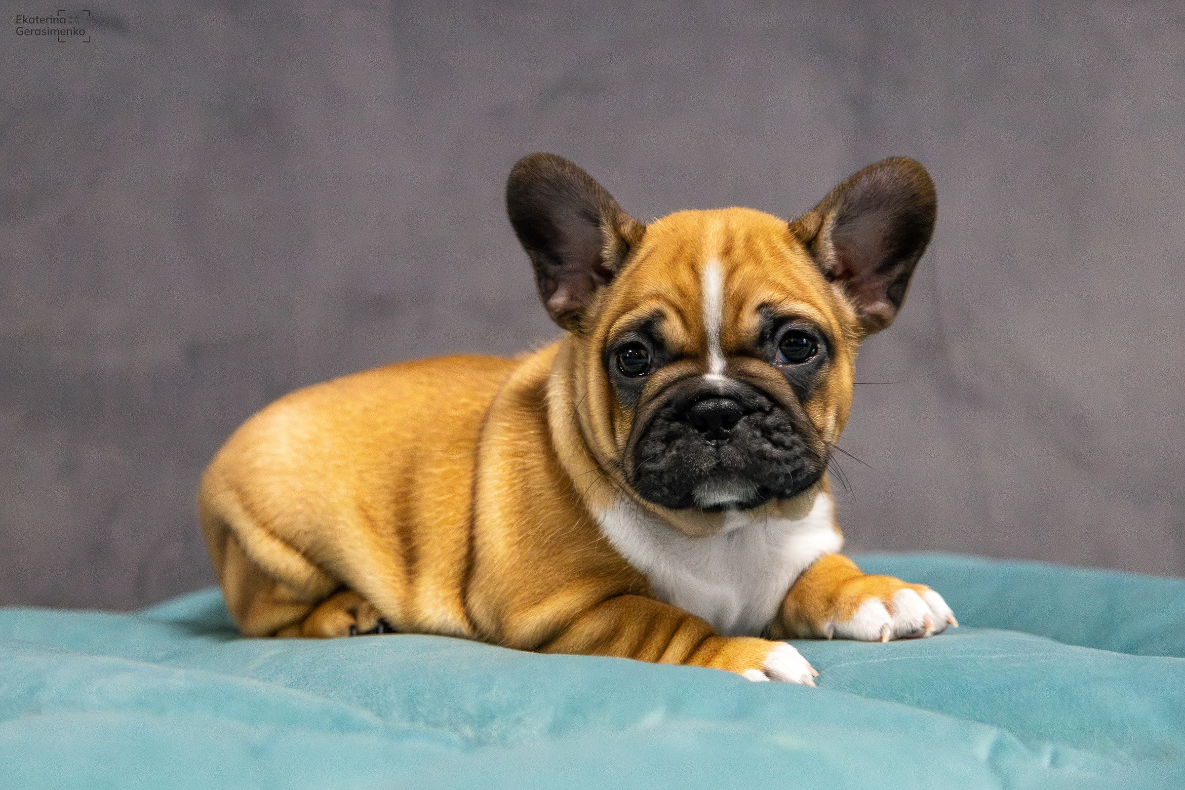 Щенки французского бульдога. Htykk_photo