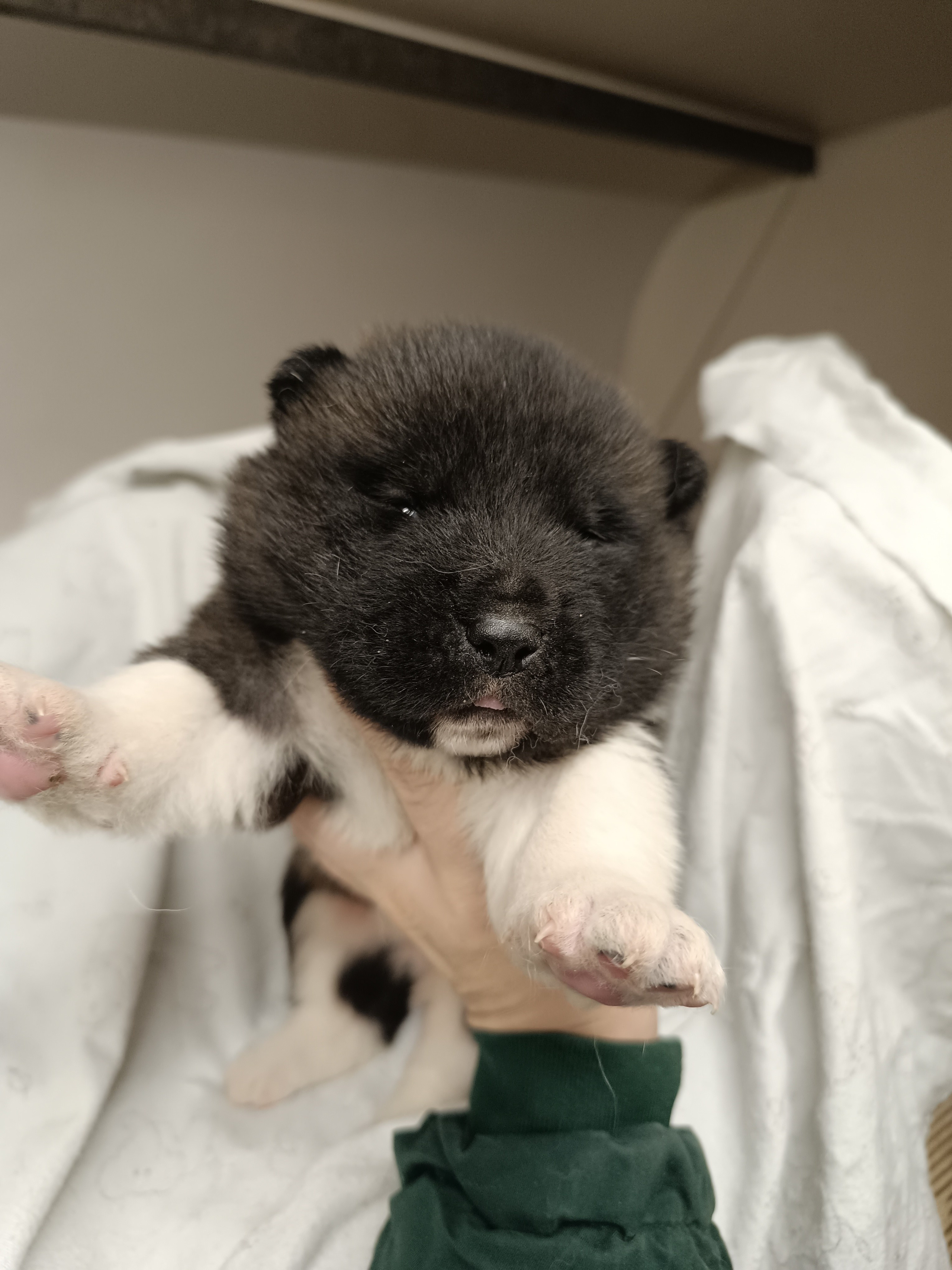 Американская акита  щенки питомник Санкт-Петербург клубные щенки Американская акита питомник RUBYLIGHT Рубилайт купить щенка американской акиты