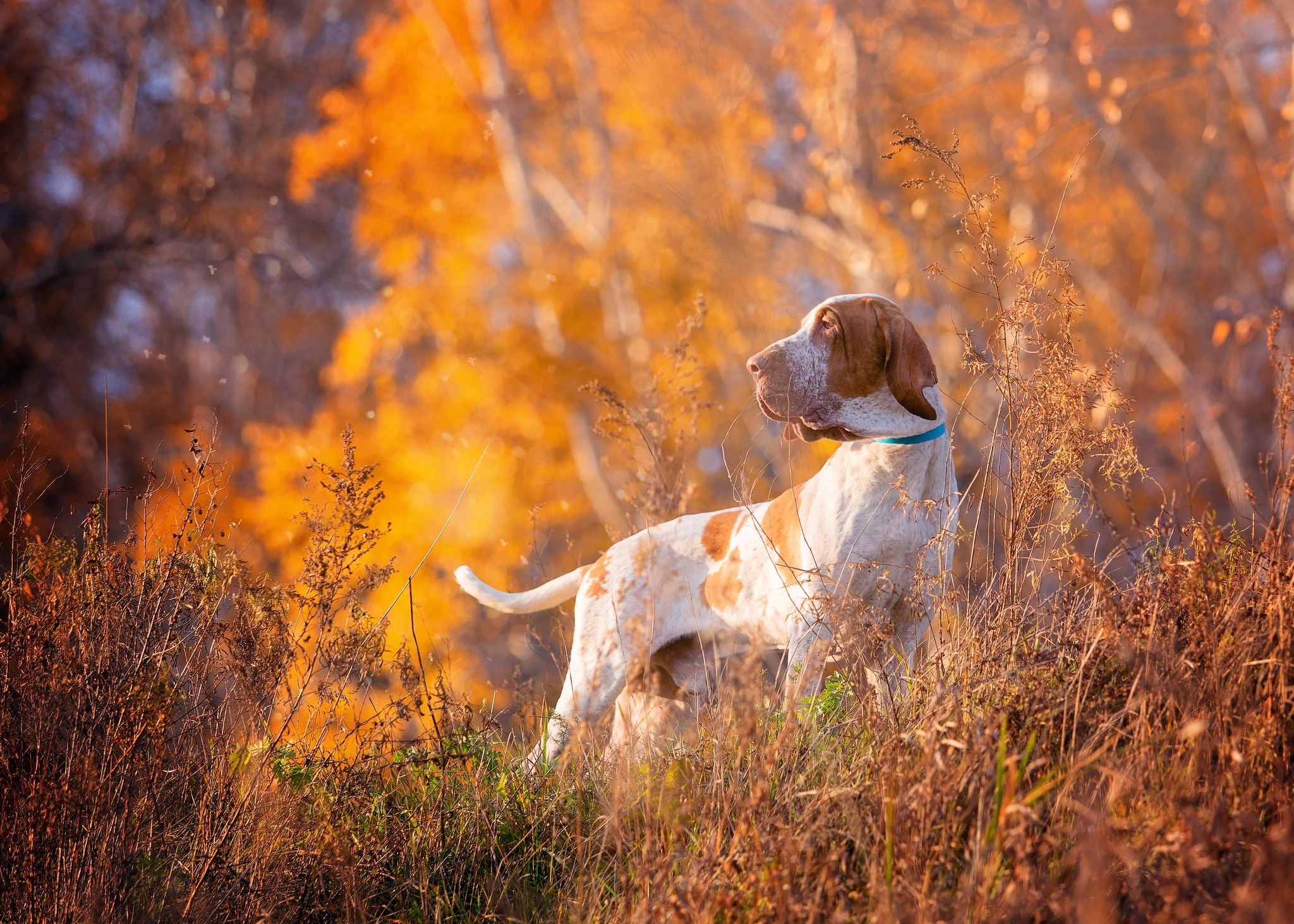 Разные породы