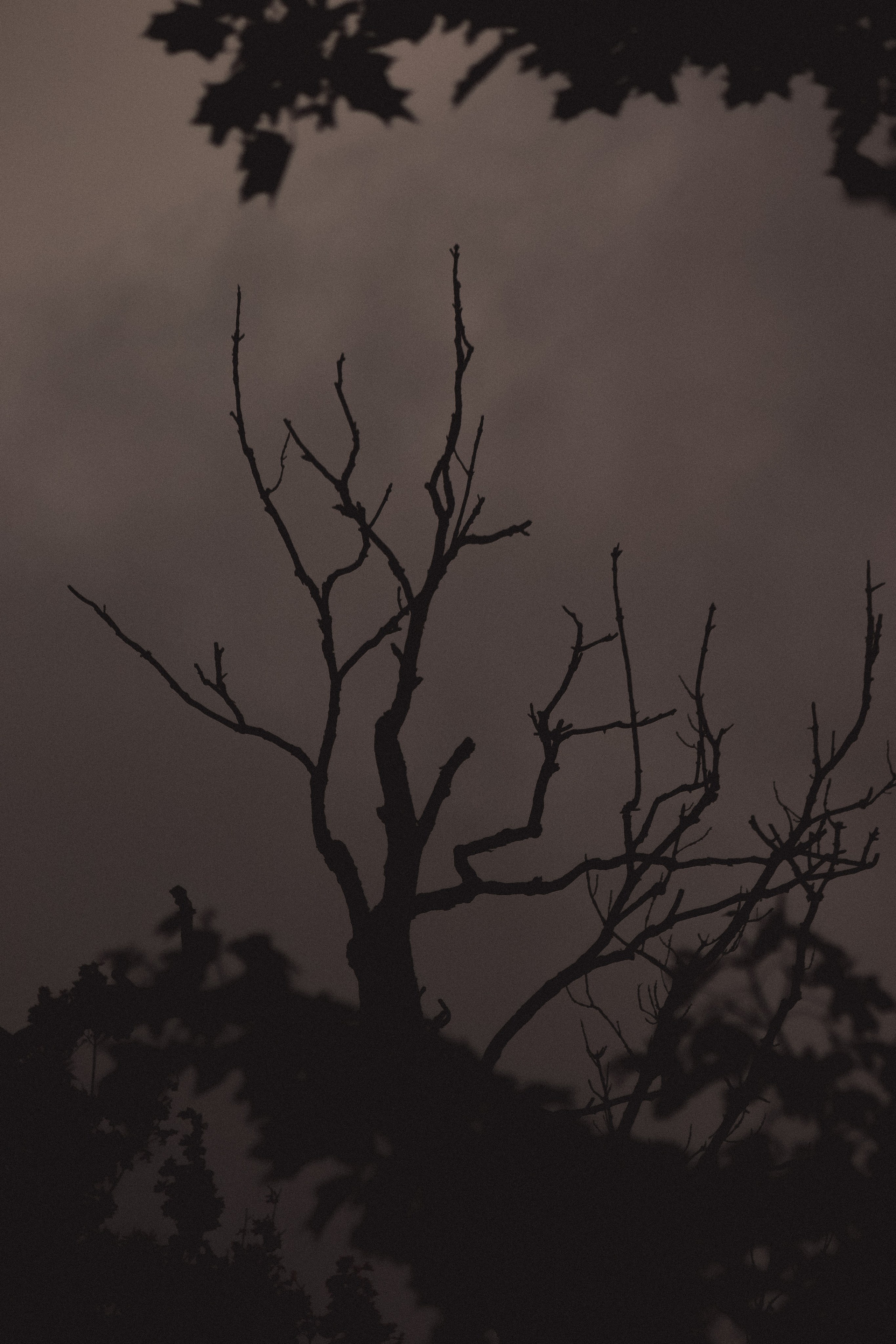 С Е П И Я. — Digital Noise —