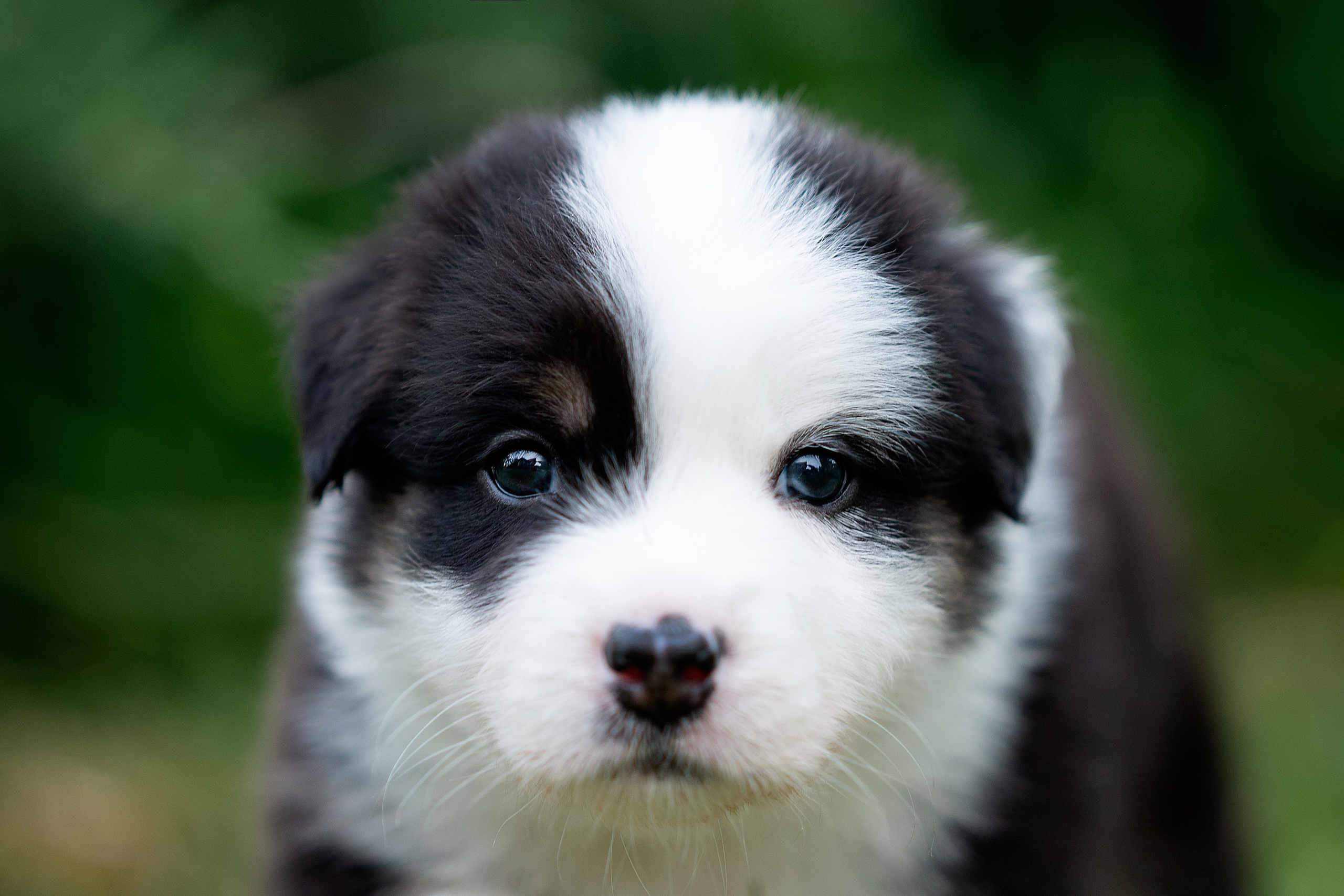 Заводчик Елизавета Степанова. Творческий фотограф Вологда