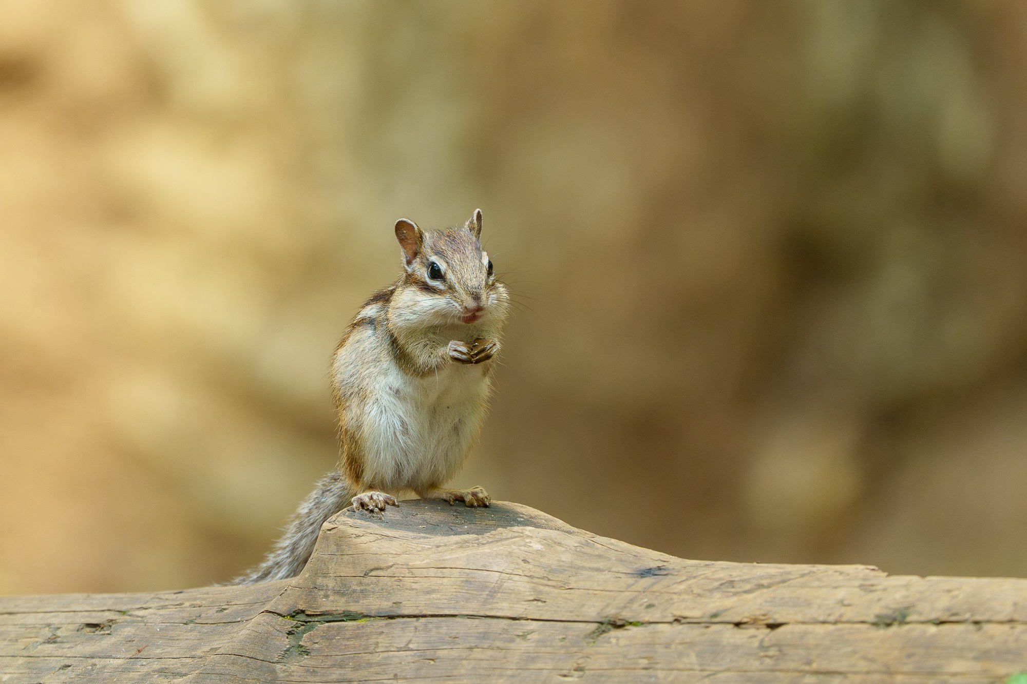 Животные. Ваш личный фотограф Марина Волкова