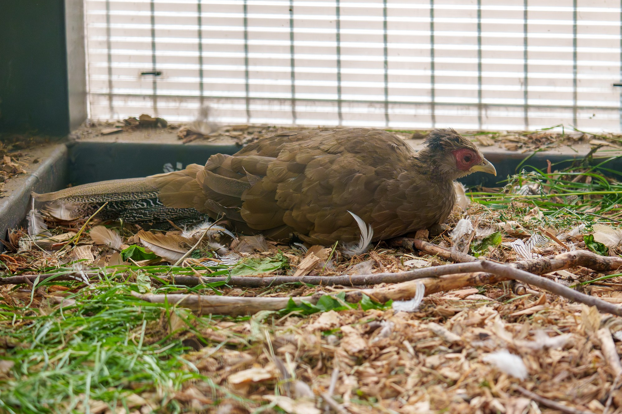 Удивительные мир птиц. Вокруг нас столько прекрасного — присмотритесь!. Ваш личный фотограф Марина Волкова