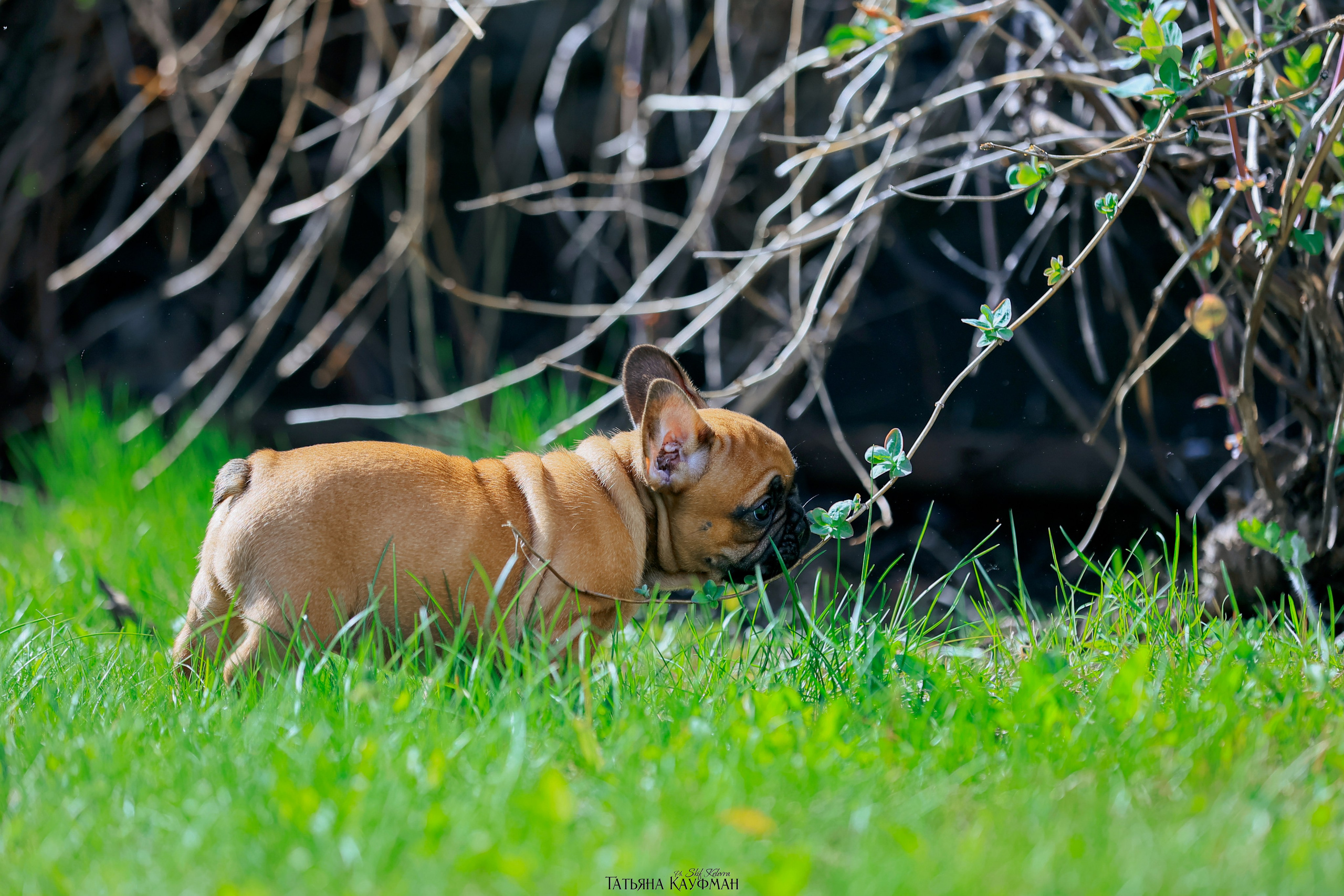 Французский бульдог, фотография французского бульдога, щенки бульдога, щенки французского бульдога, красивая собака, фотограф анималист, фотокурс Анималистика, научиться фотографировать собак, фотограф Новосибирск