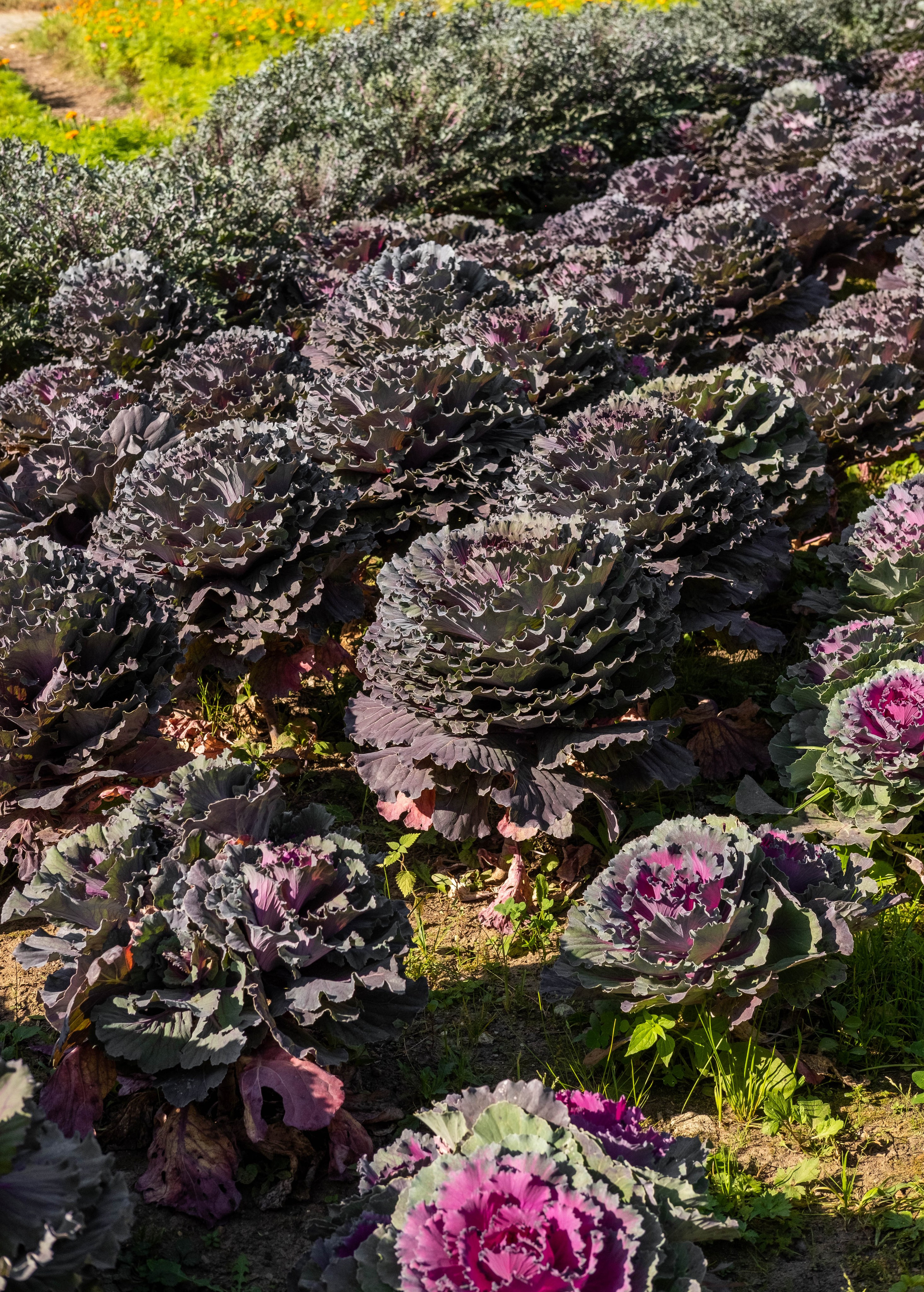 Москва 2024. Свадебный и семейный фотограф в Новосибирске, Санкт-Петербурге, Москве