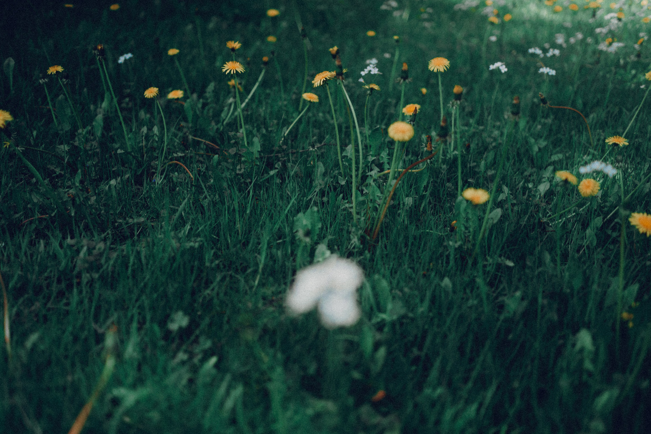 Botanical. Портретный и свадебный фотограф в Москве и Санкт-Петербурге. Учитель фотографии онлайн и оффлайн