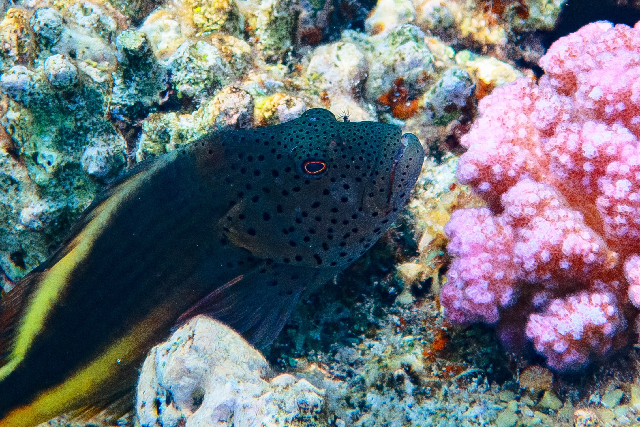 Fish. Фотограф Светлана Голицына