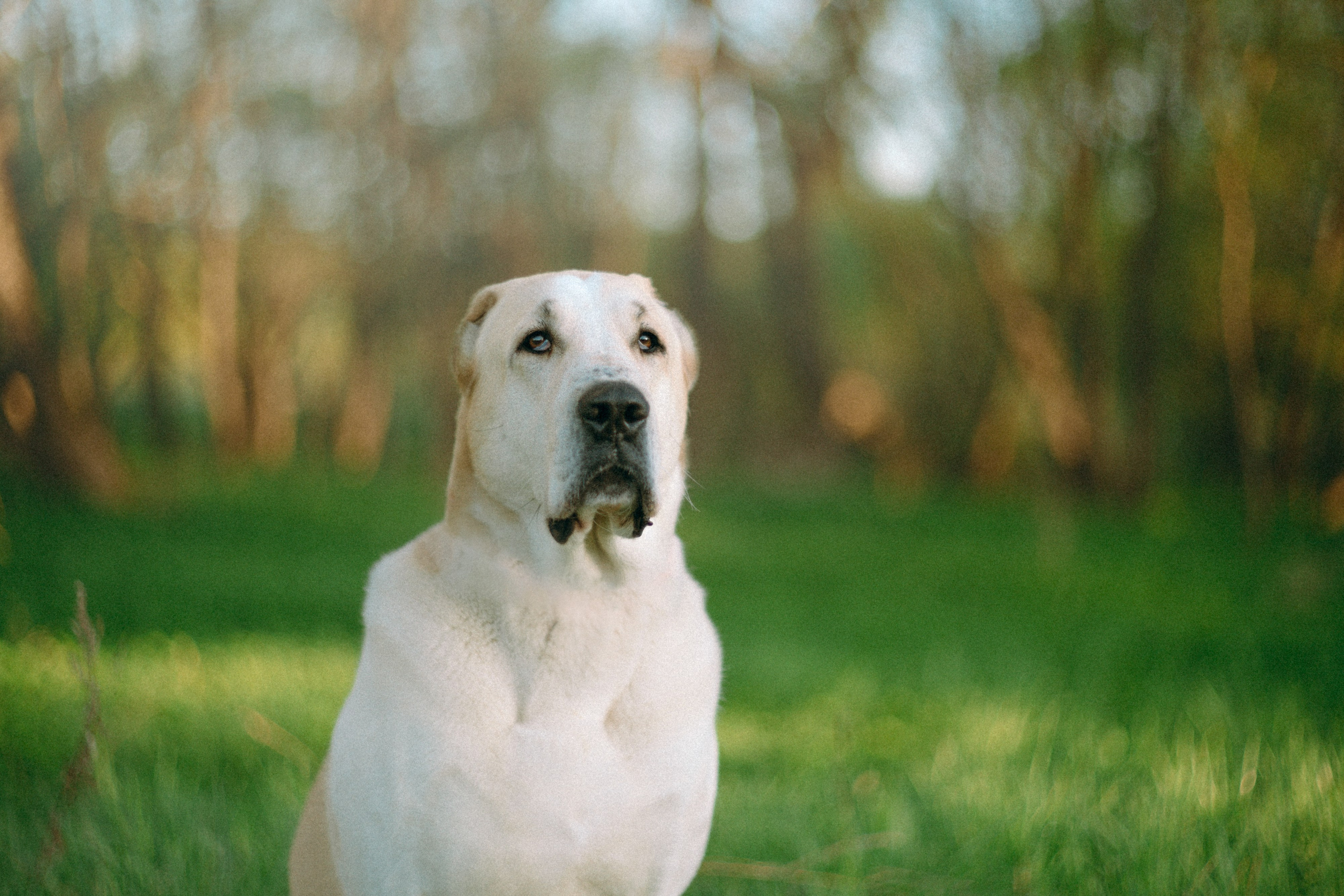 Настя и Рахат. Фотограф анималист в Москве и Санкт-Петербурге Свиридова Анна