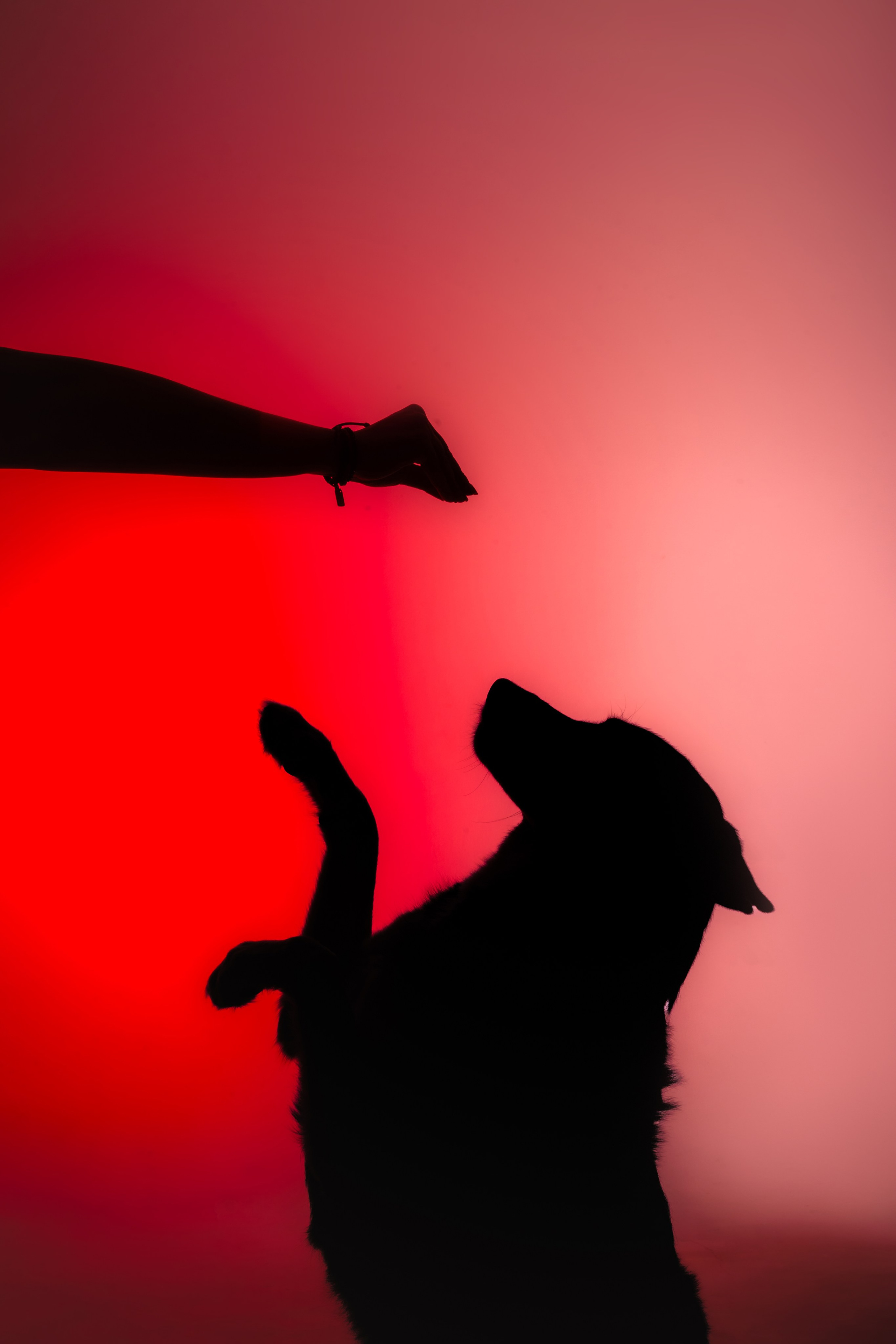 Студийная фотосессия с цветным светом. Фотограф-анималист Татьяна Степанова