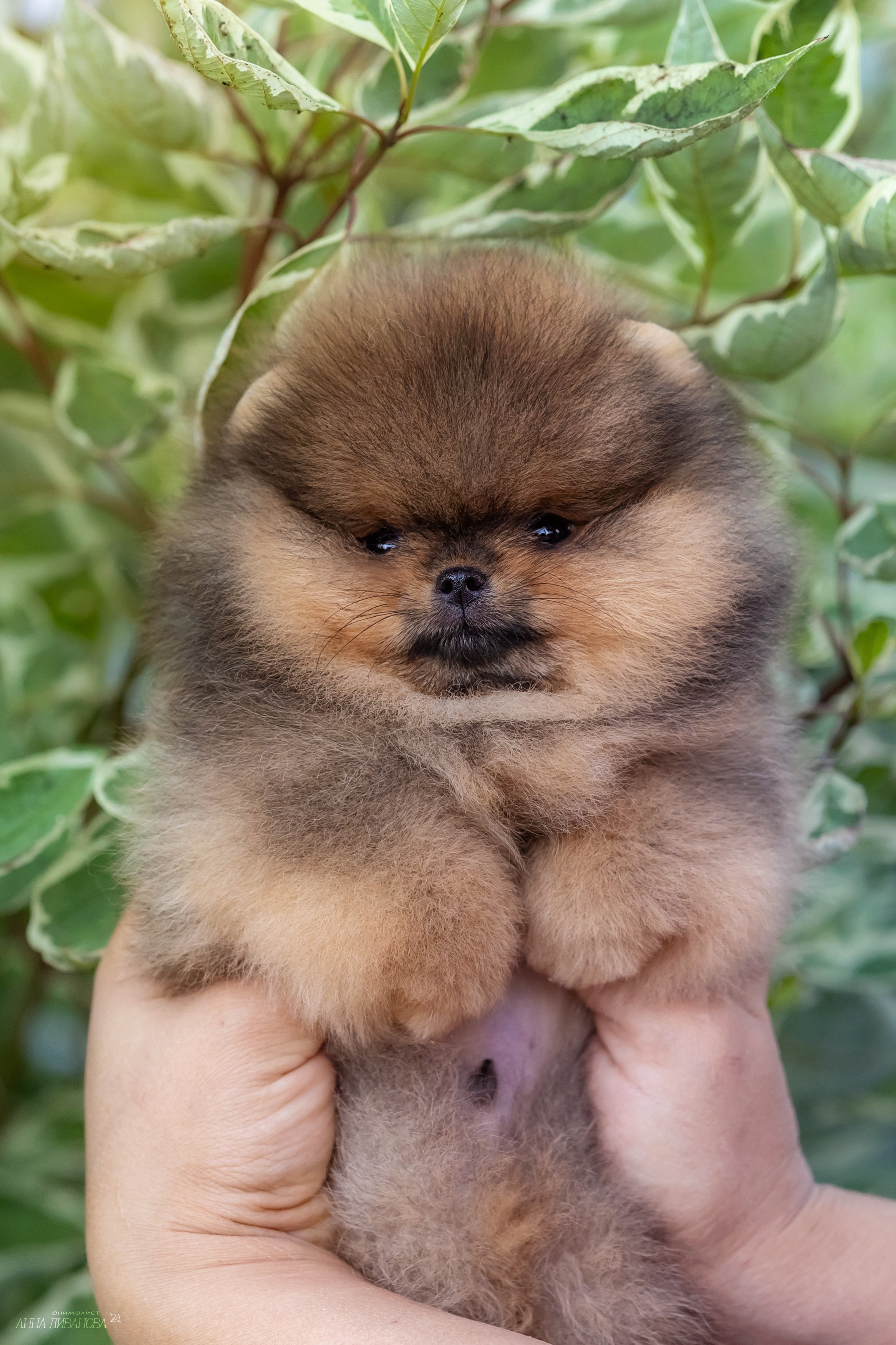 Шпицулики. Фотограф анималист Аня Ливанова | Рыбинск