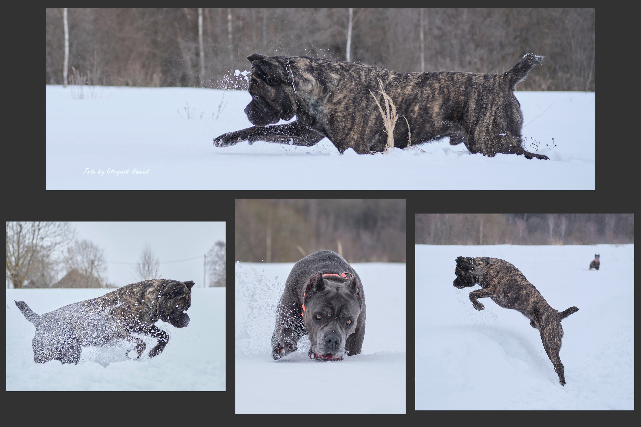 Съемка животных. Репортажная фото и видеосъемка в Москве под ключ