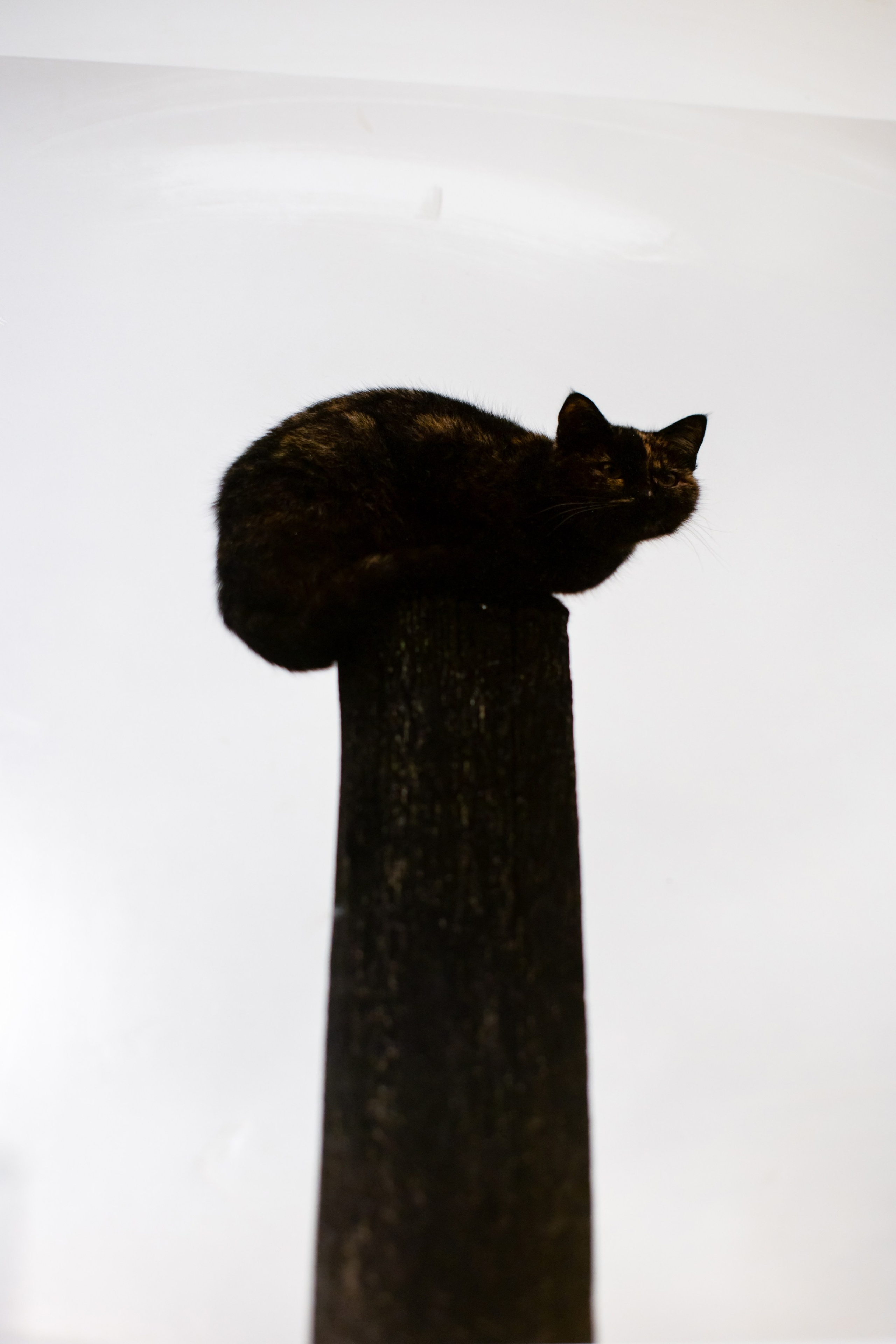 Она сумашедшая. Свадебный фотограф в Москве и Балашихе