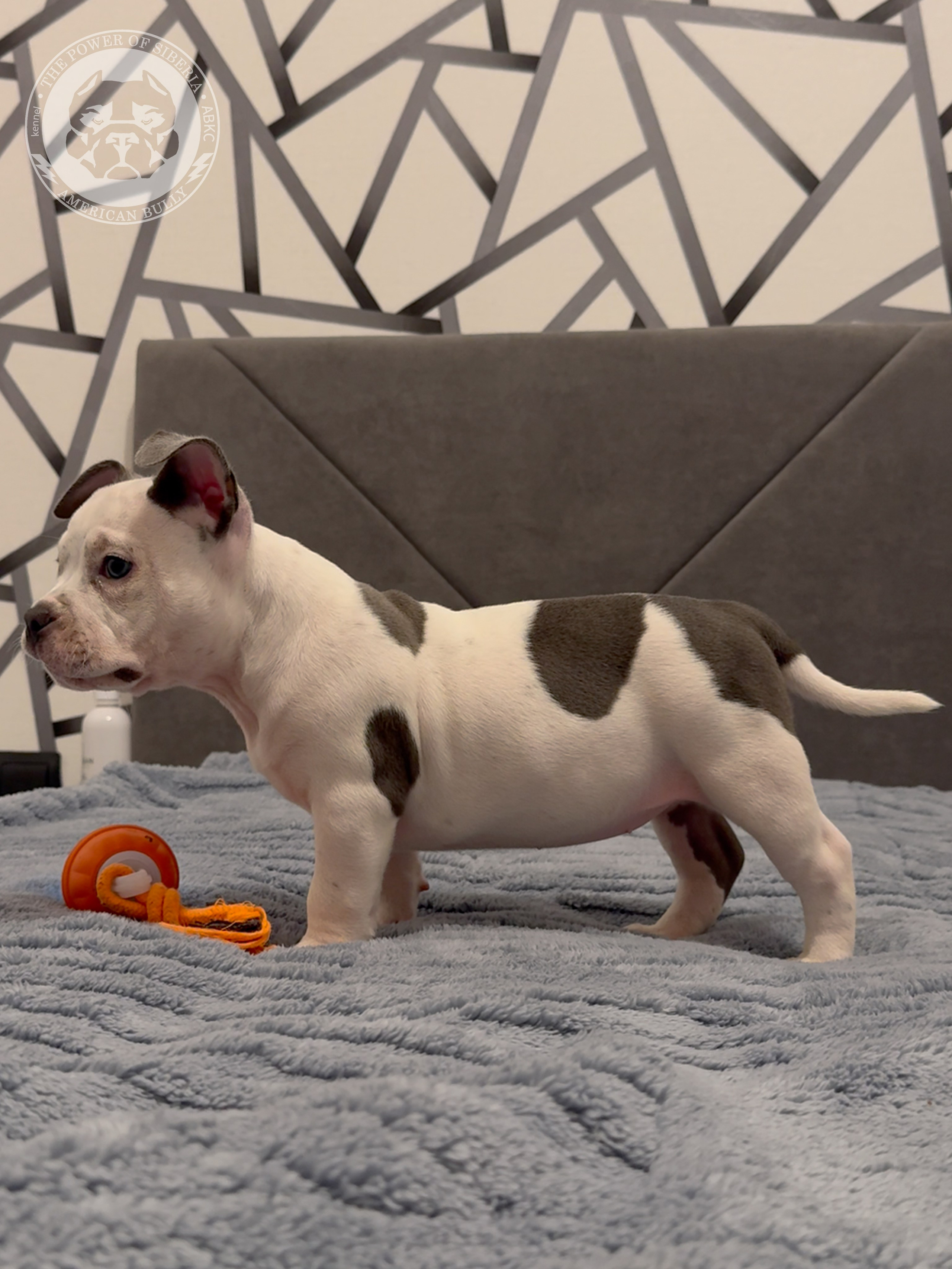 Свободные щенки Американский Булли, в типах покет, классик, стандарт. Американский Булли в г. Ростов-на-Дону. Питомник THE POWER OF SIBERIA