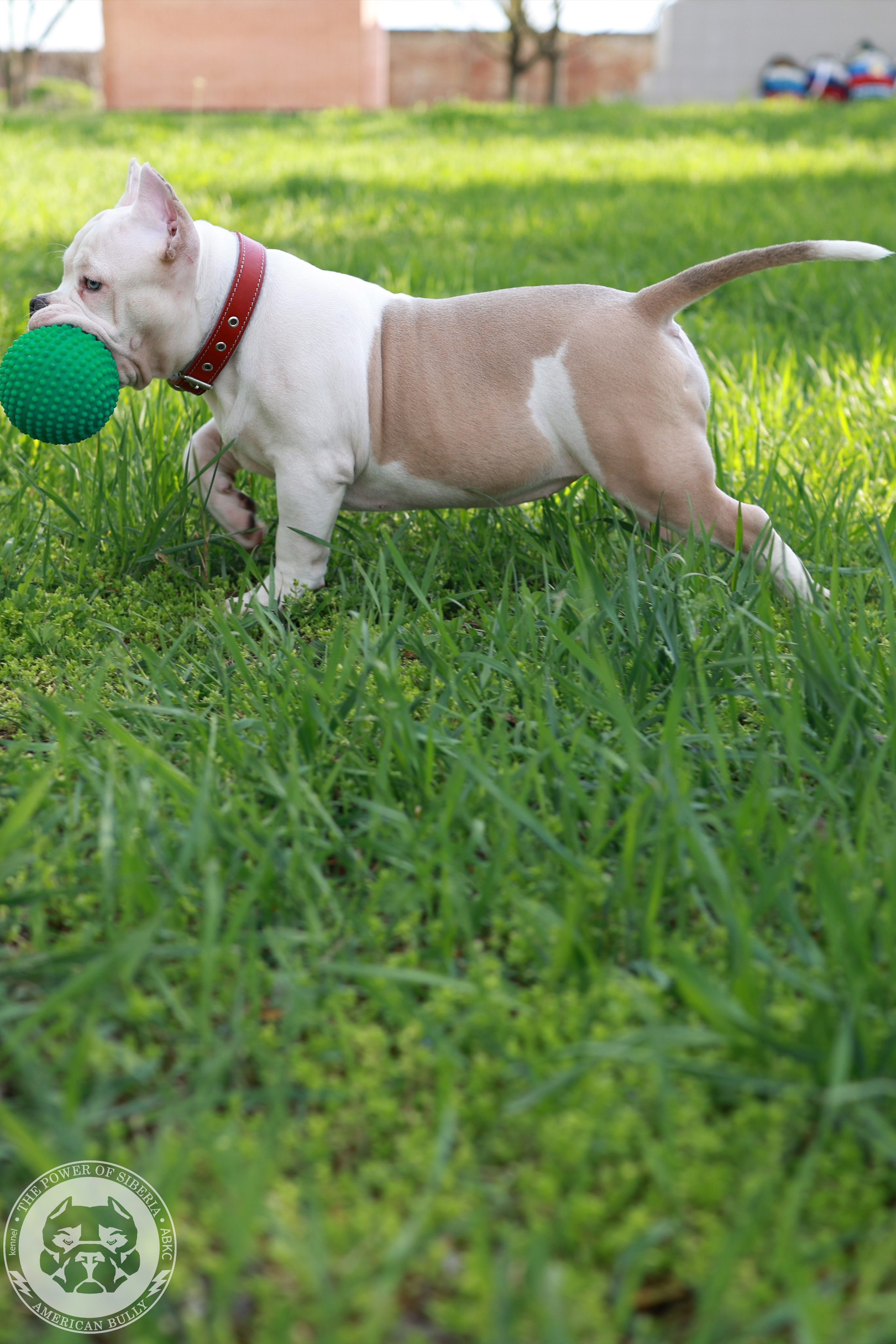 Свободные щенки Американский Булли, в типах покет, классик, стандарт. Американский Булли в г. Ростов-на-Дону. Питомник THE POWER OF SIBERIA